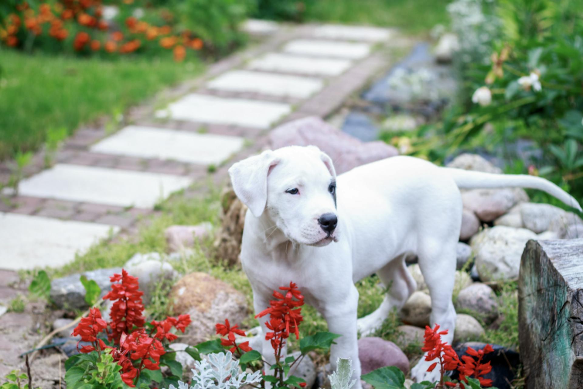 Chiot Dogue Argentin dans des fleurs