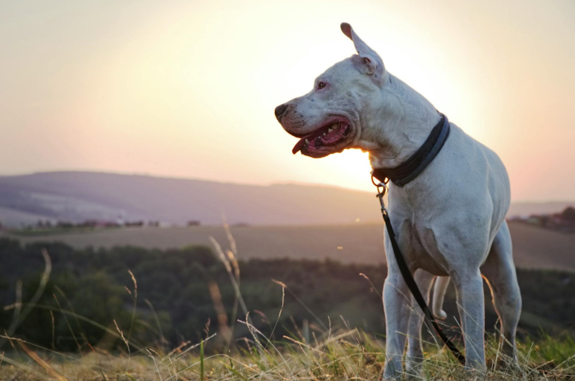 Dogue Argentin devant un couché de soleil