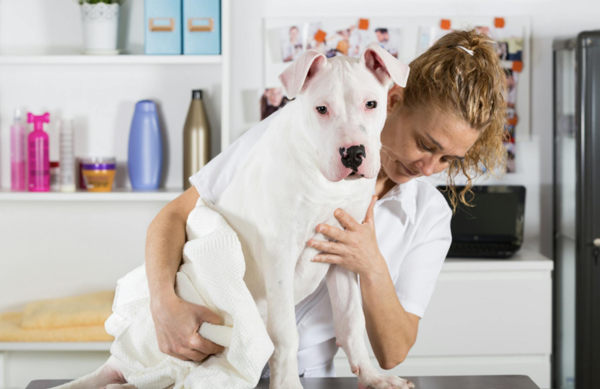 Dogue Argentin chez le vétérinaire