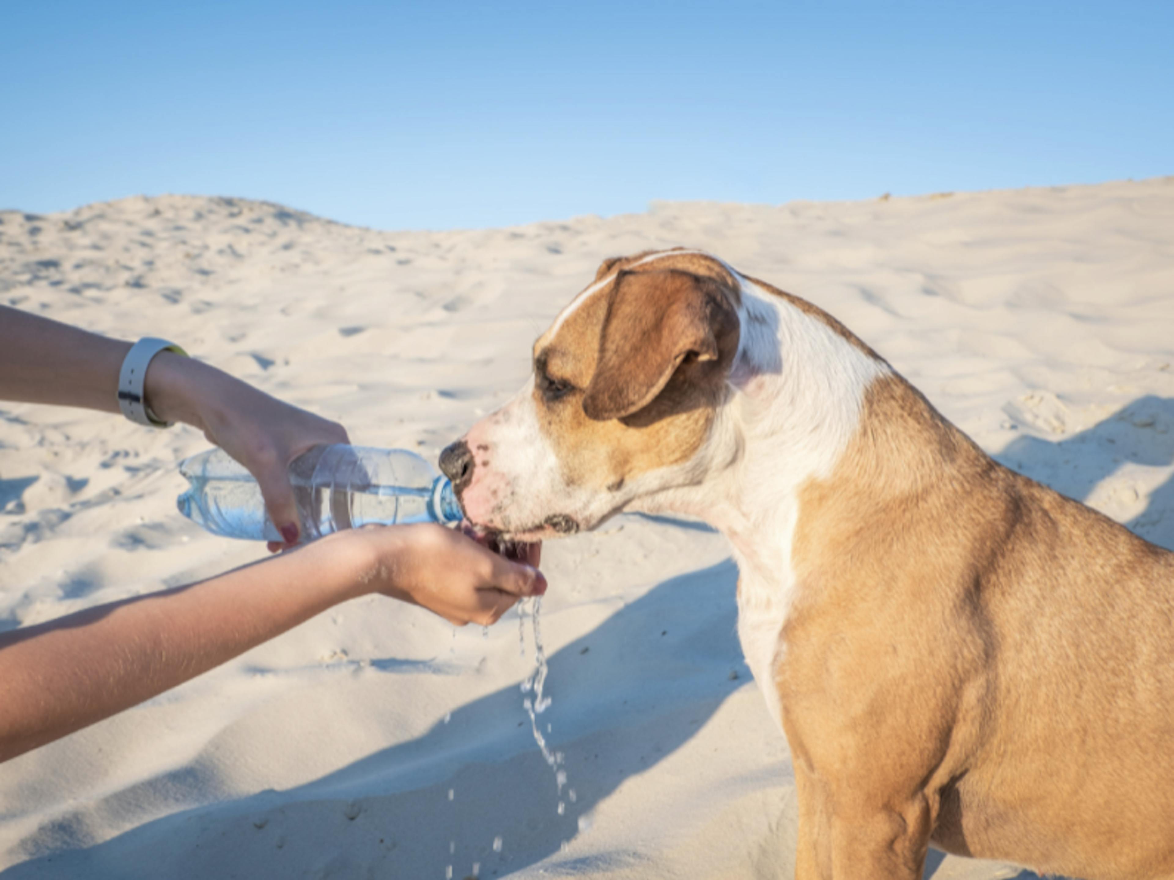 Chien qui boit de l'eau à la bouteille à la plage