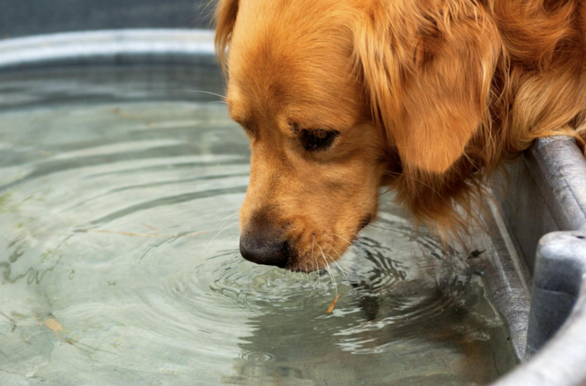 Golden qui boit dans une bassine