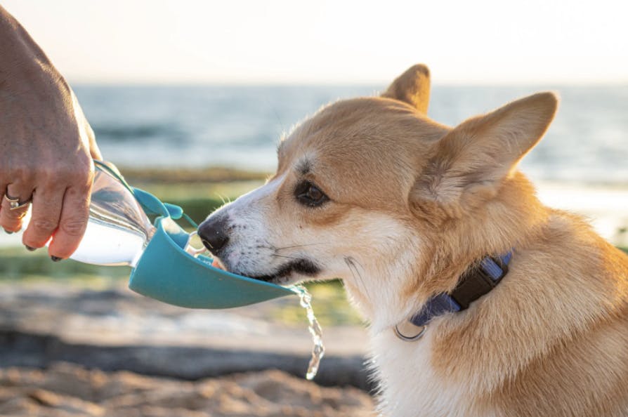 Corgi qui boit dans une gourde