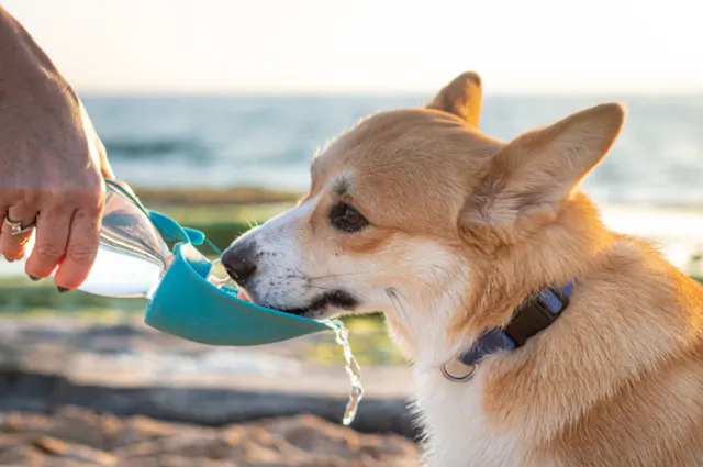 Corgi qui boit dans une gourde