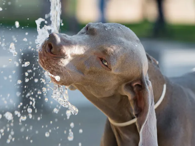 Chien qui boit dans une fontaine