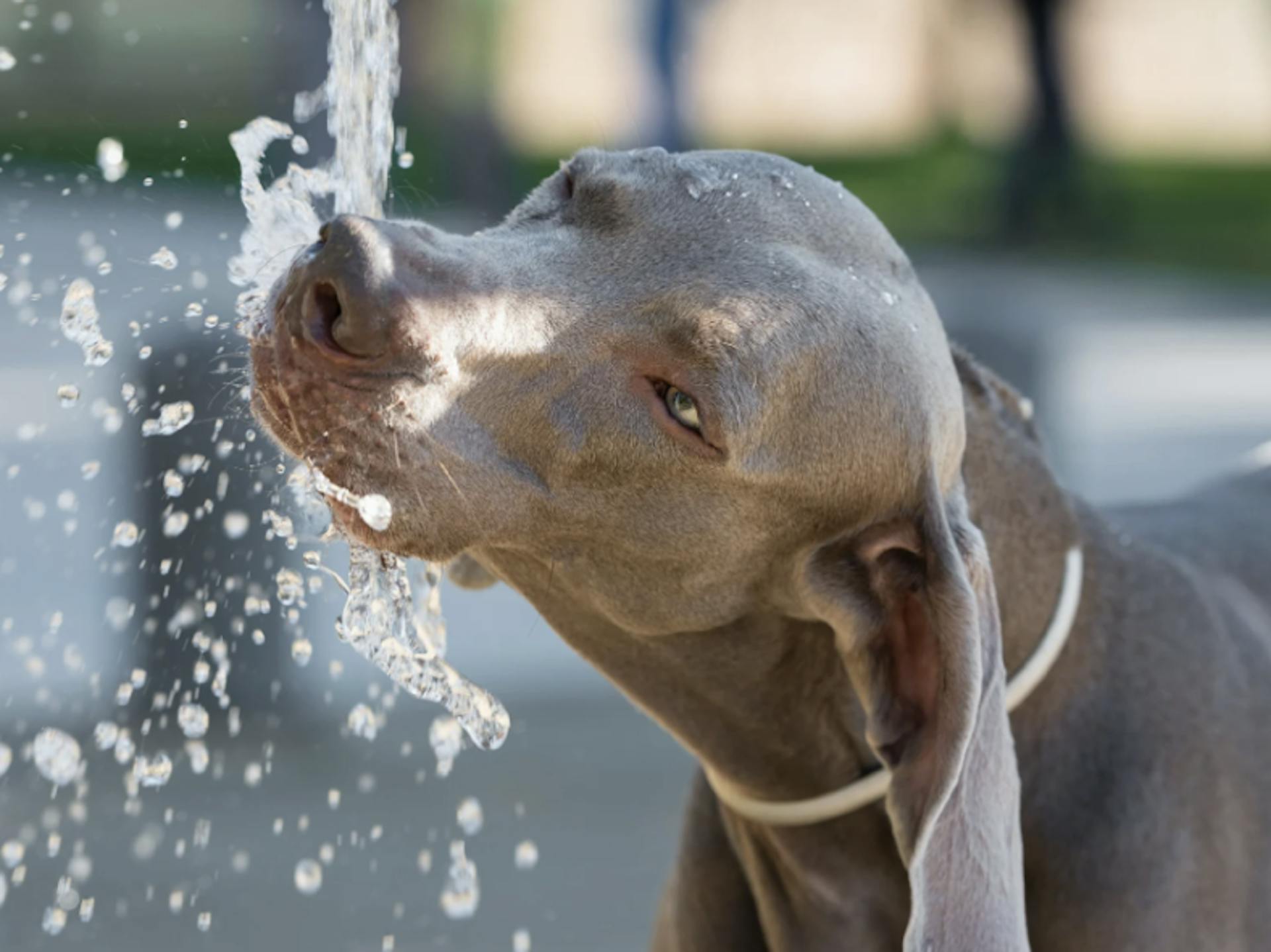 Chien qui boit dans une fontaine