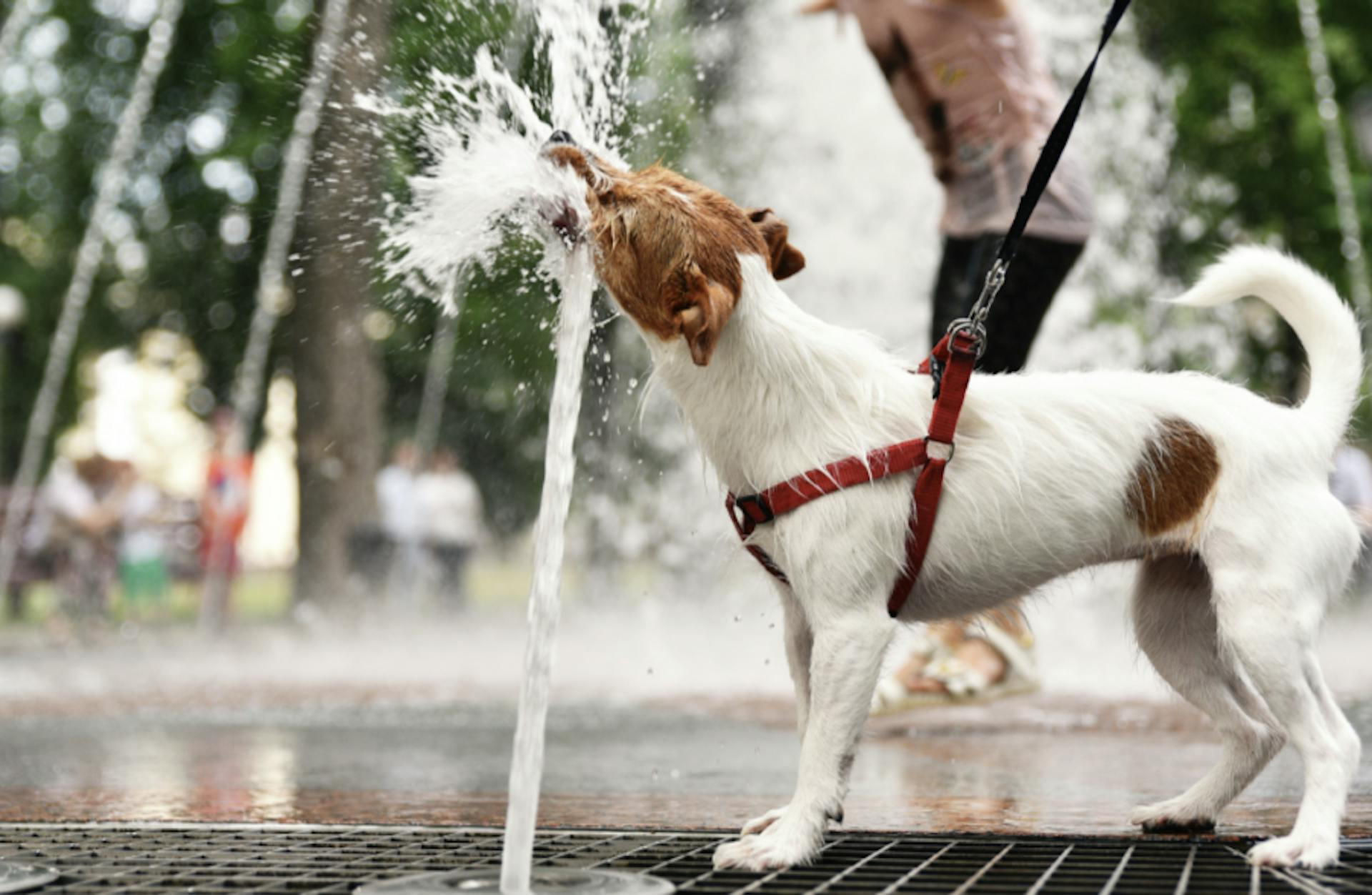 Jack Russel qui boit dans une fontaine en ville