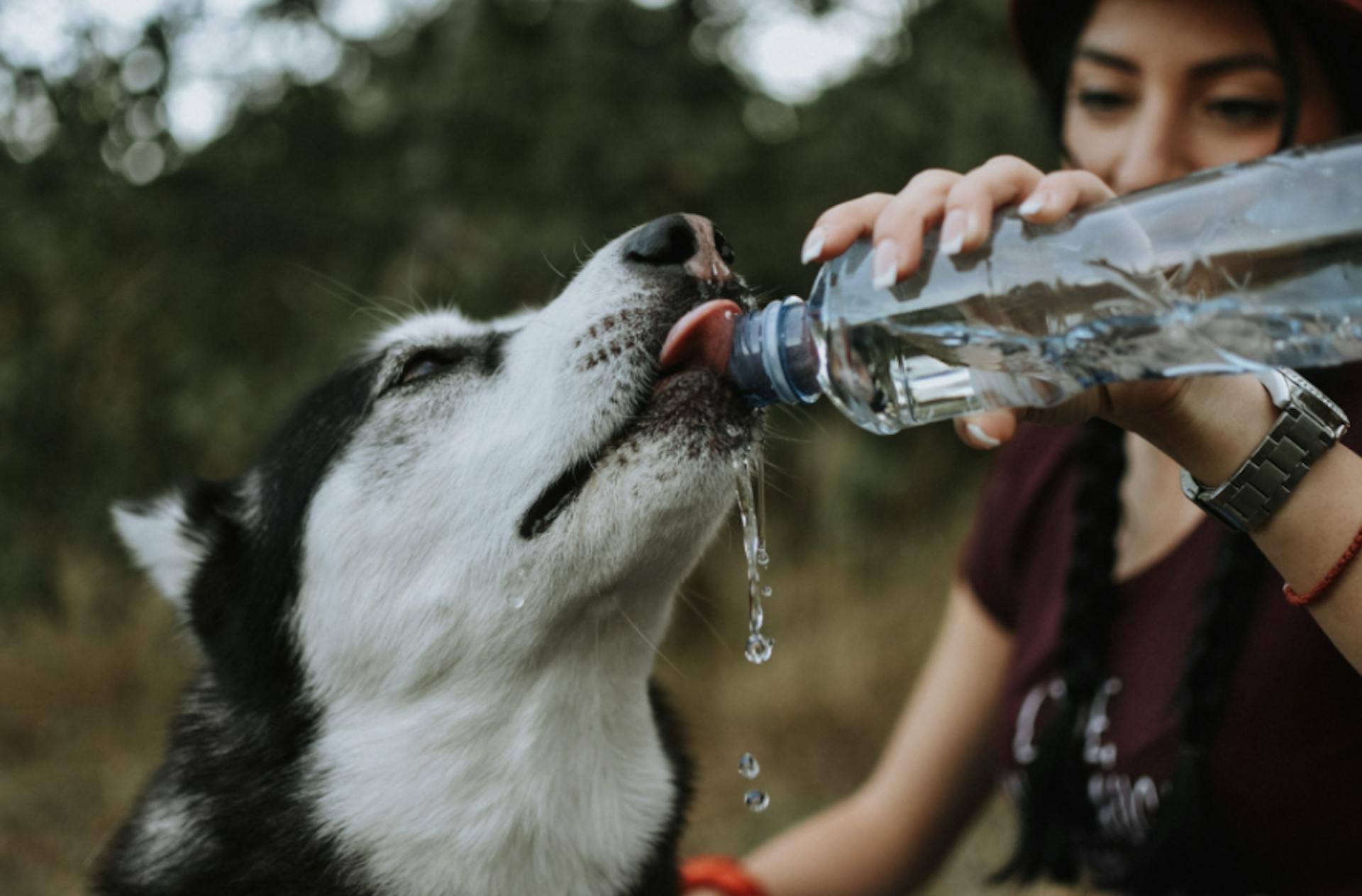 Husky qui boit dans une bouteille