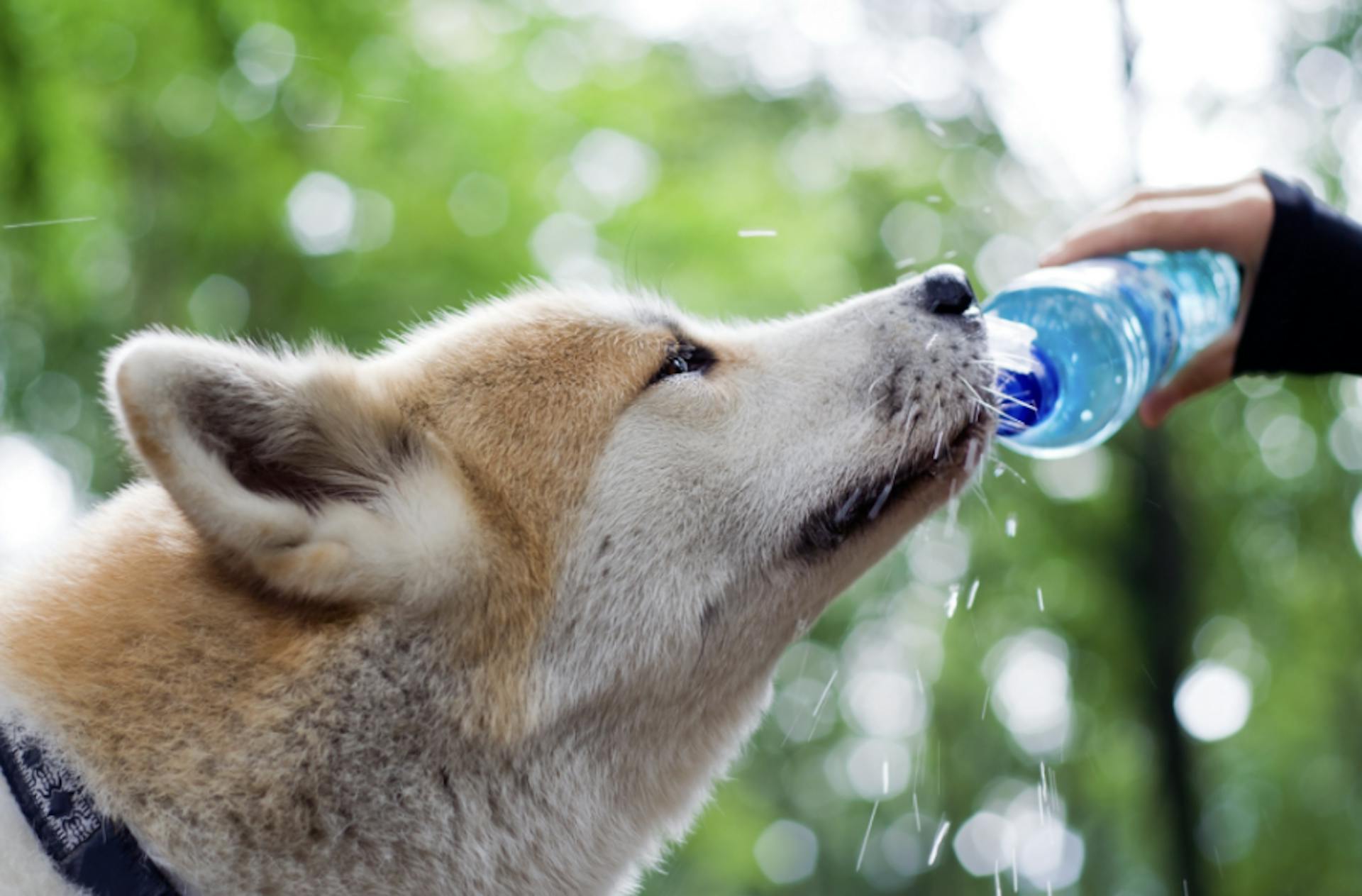 Akita qui boit à la gourde