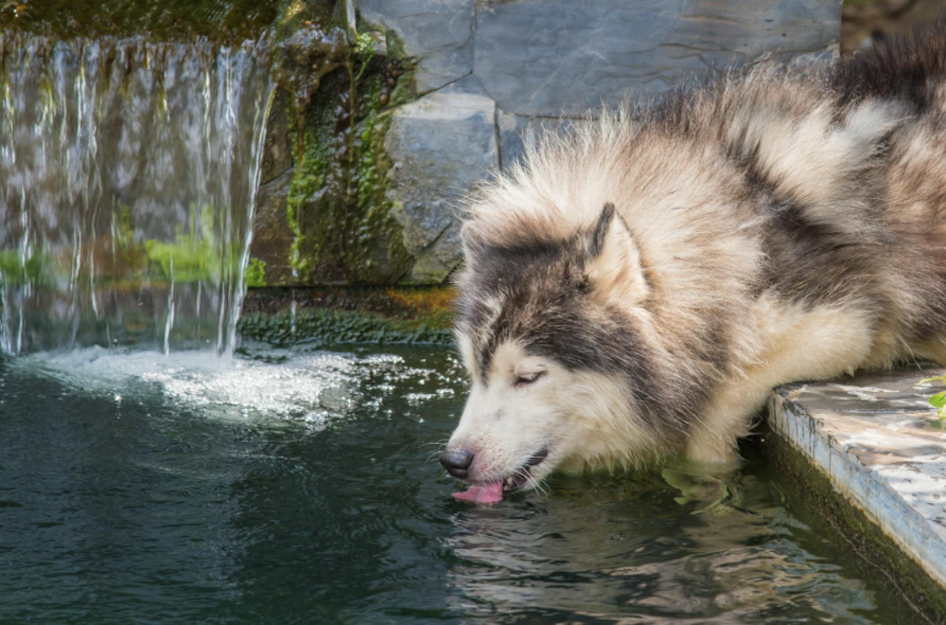 Husky qui boit dans une fontaine d'eau