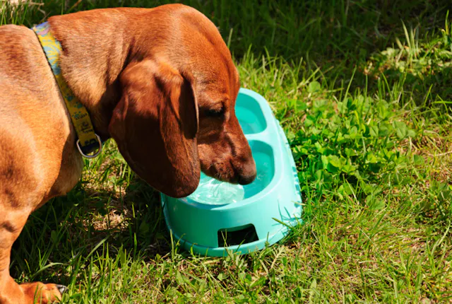 Teckel qui boit dans une gamelle