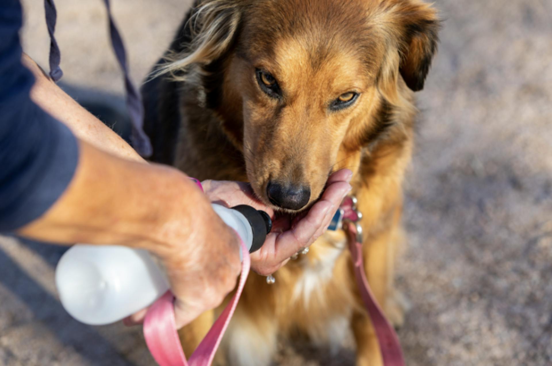 Chien qui boit dans la main de sa maitresse