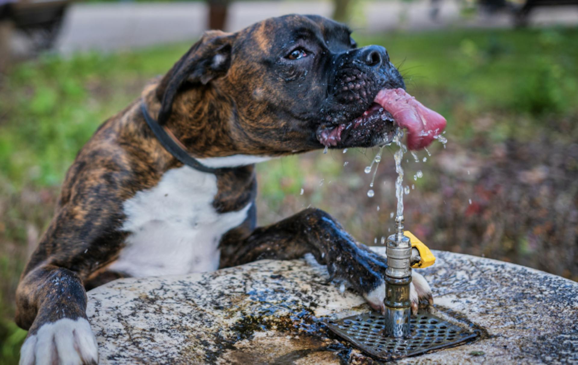 Boxer qui boit dans une fontaine à eau