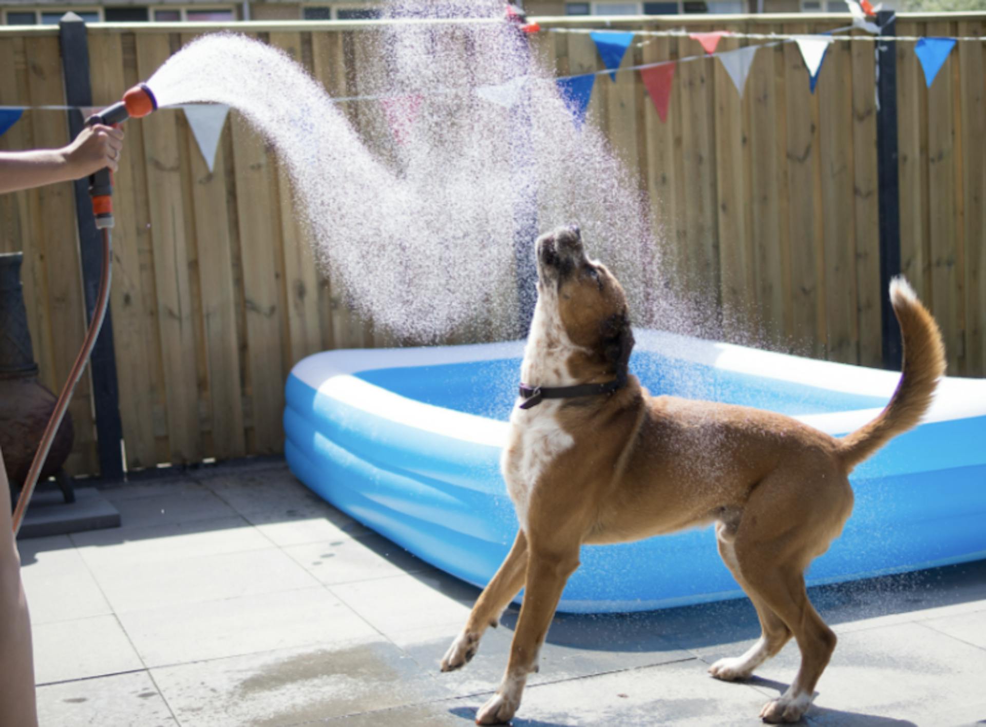 Chien qui se fait arroser par un jet d'eau