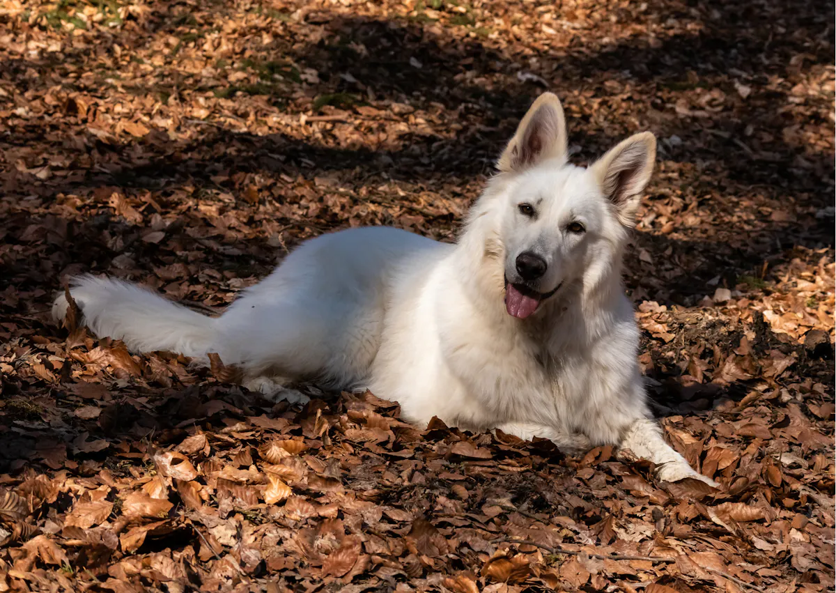 berger blanc suisse allongé dans les feuilles