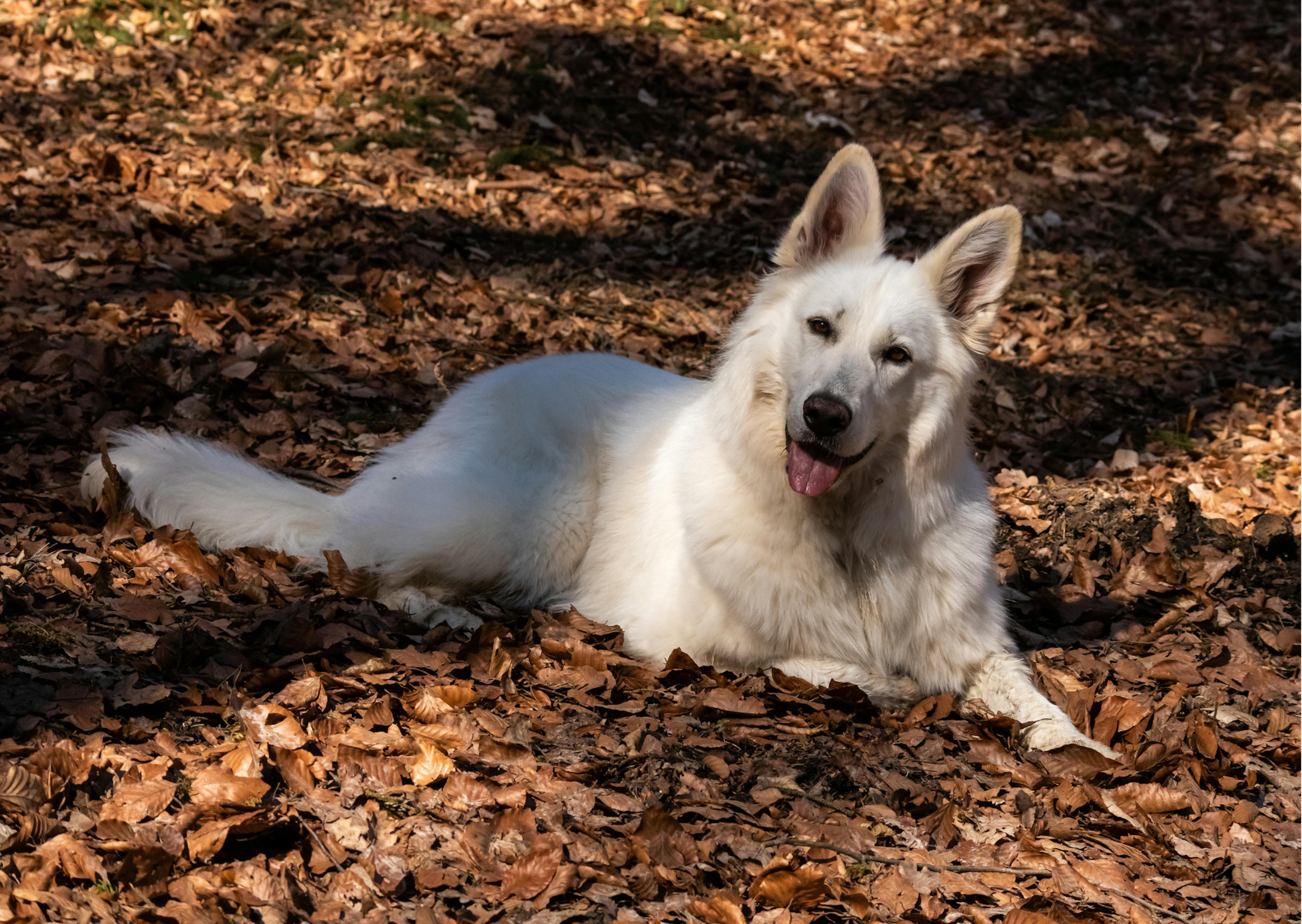 berger blanc suisse allongé dans les feuilles 