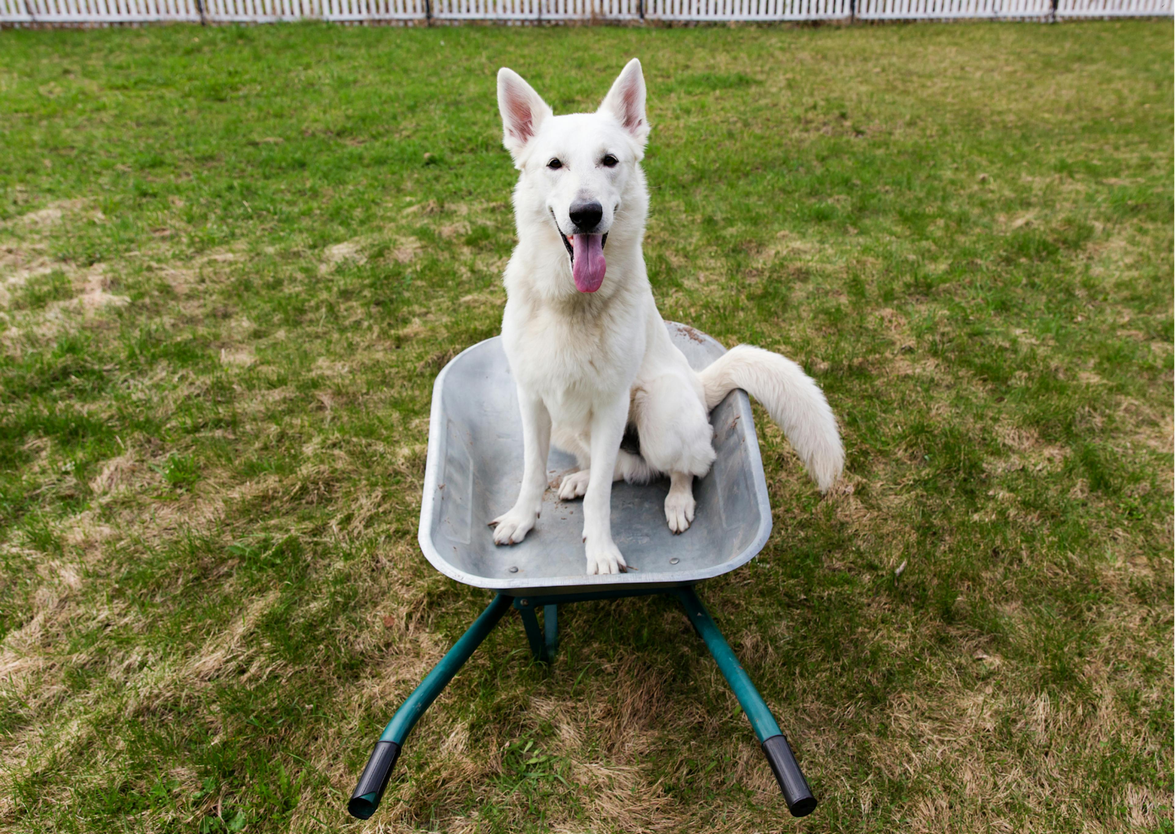 berger blanc suisse assis dans une brouette 