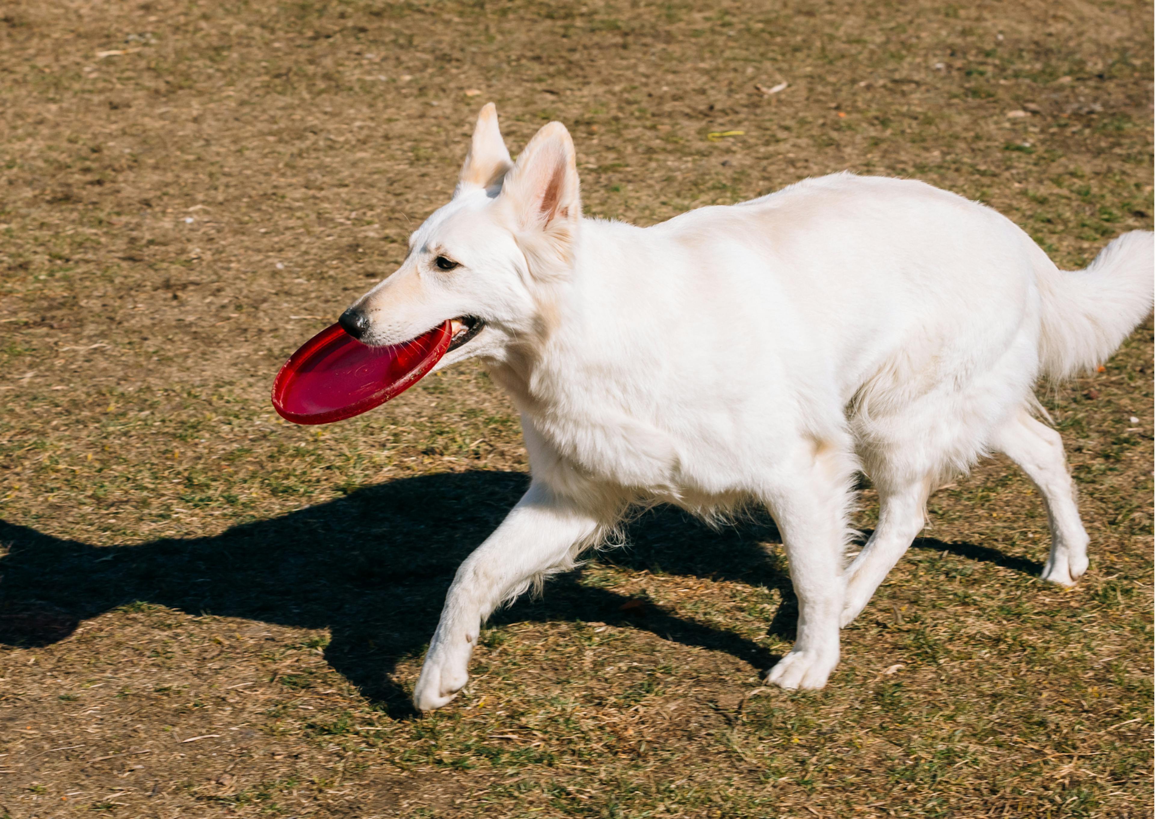 berger blanc suisse avec un frisbee dans la bouche 