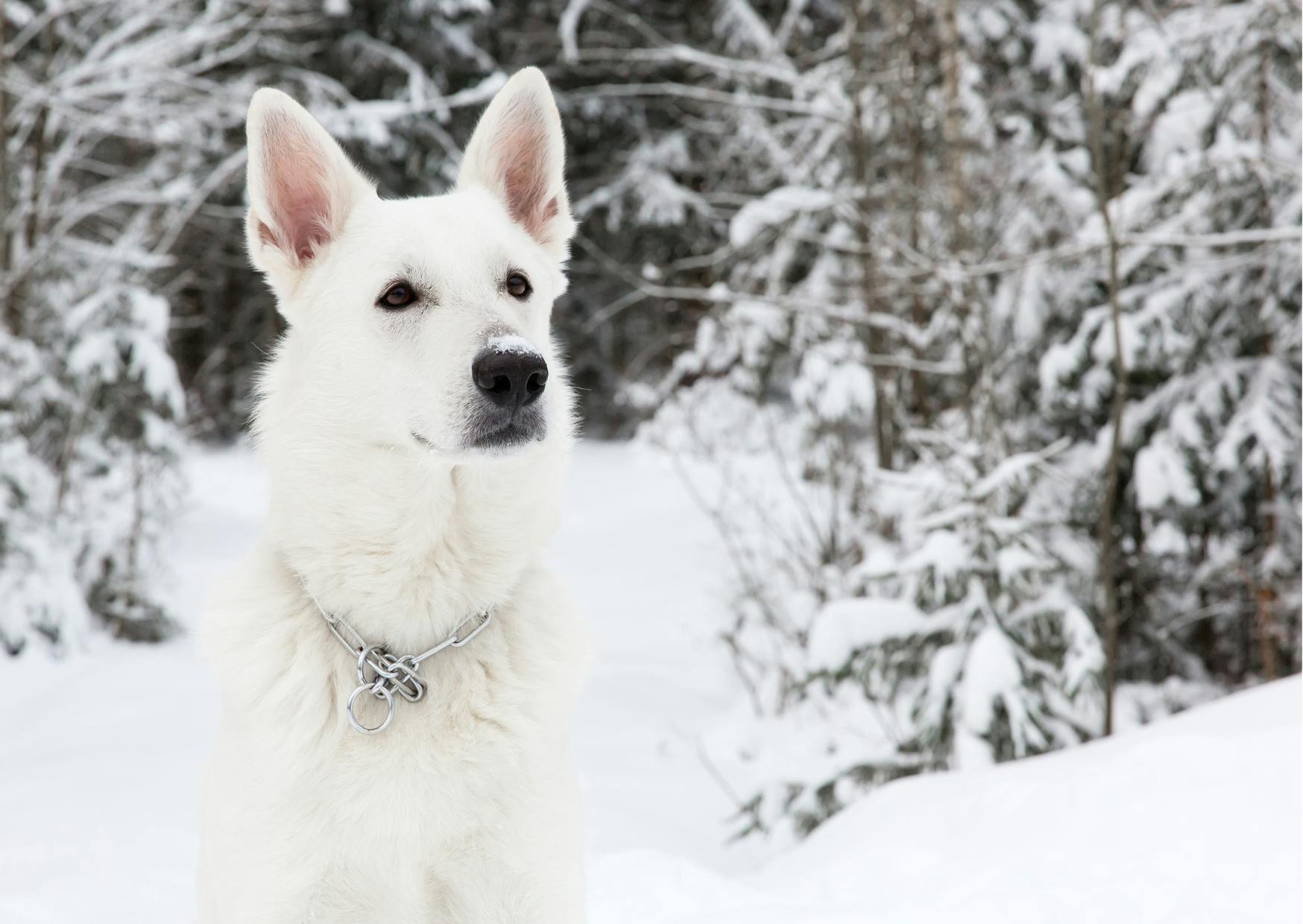 berger blanc suisse dans la neige