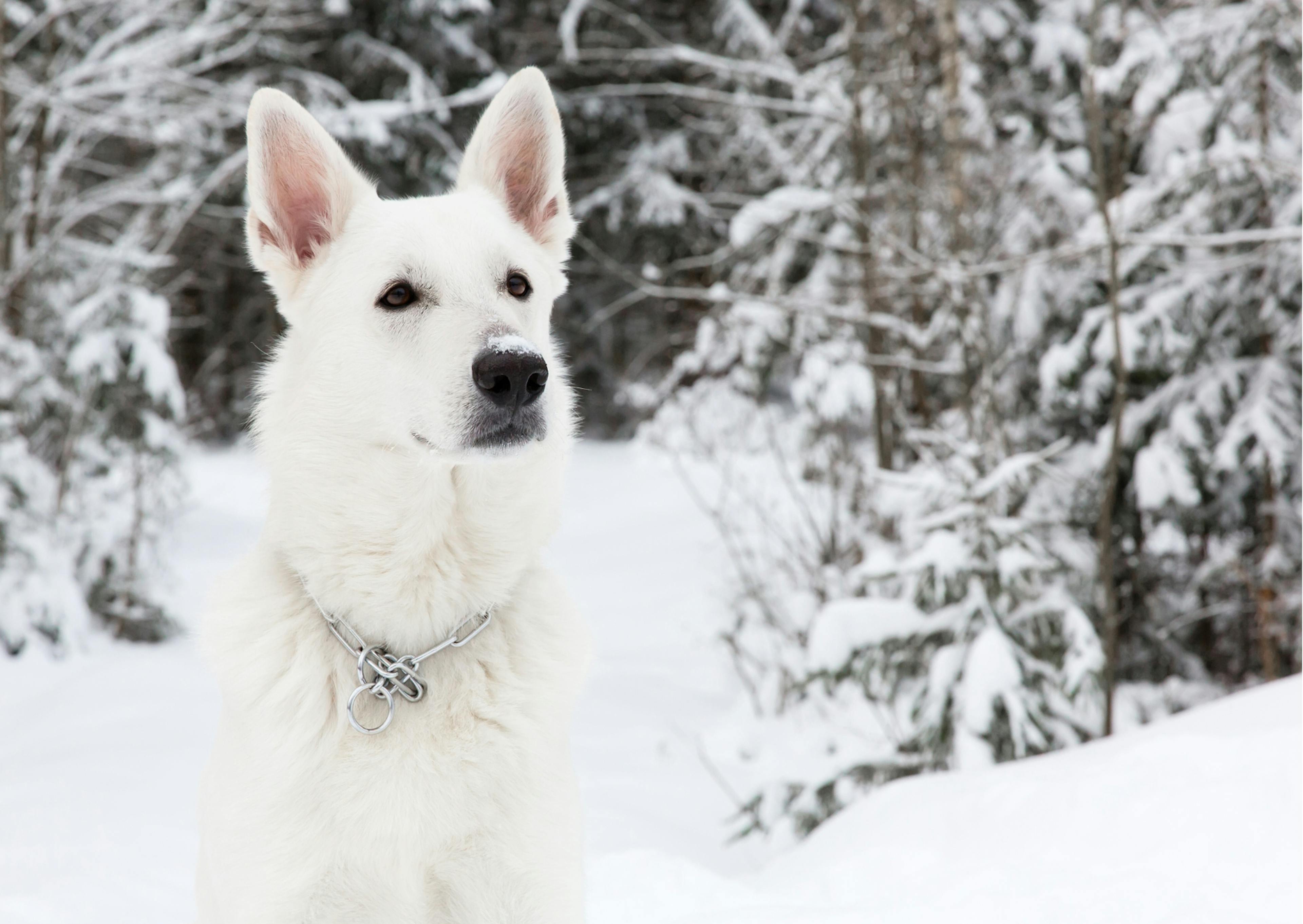 berger blanc suisse dans la neige 