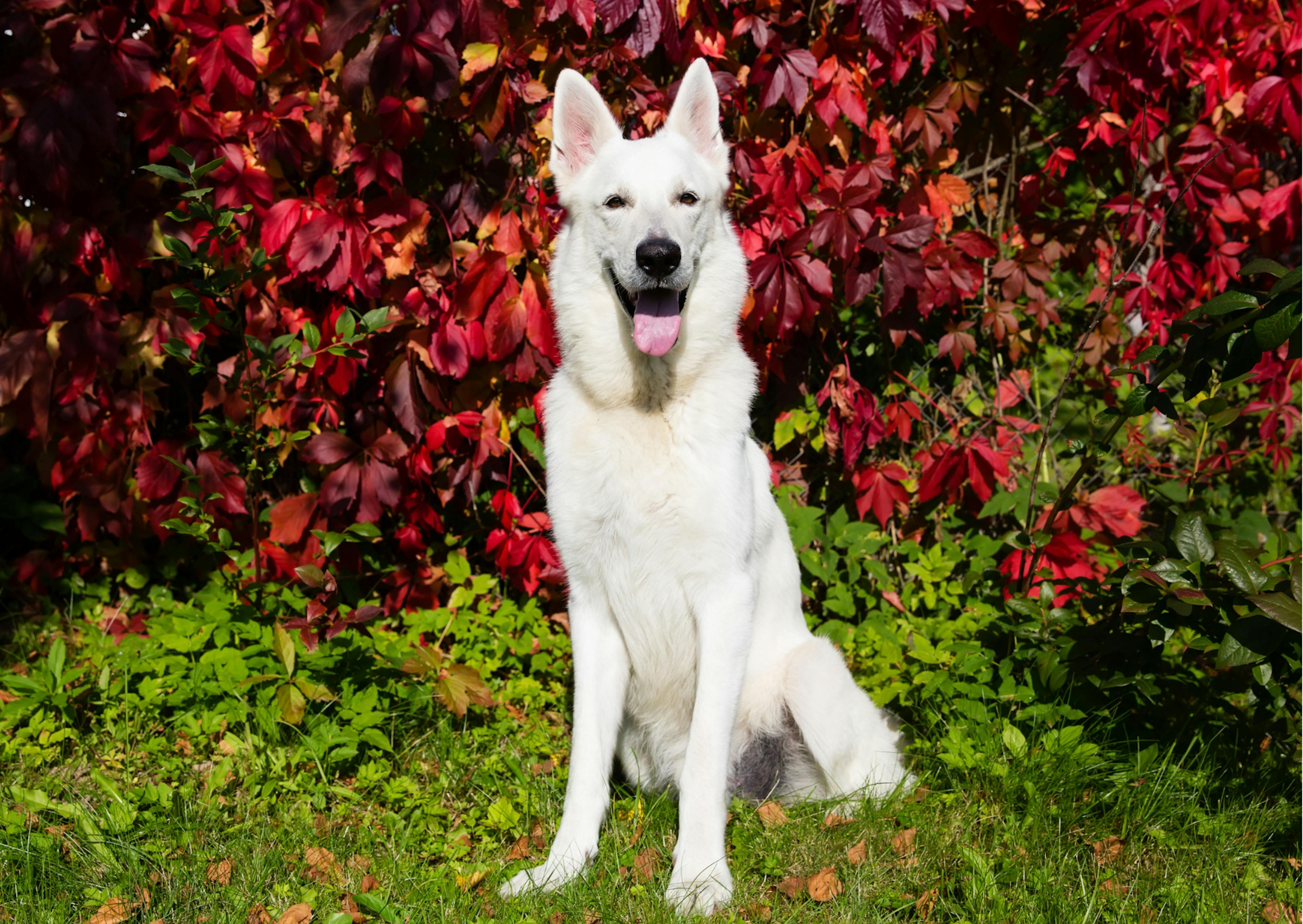 berger blanc suisse assis devant des fleurs 