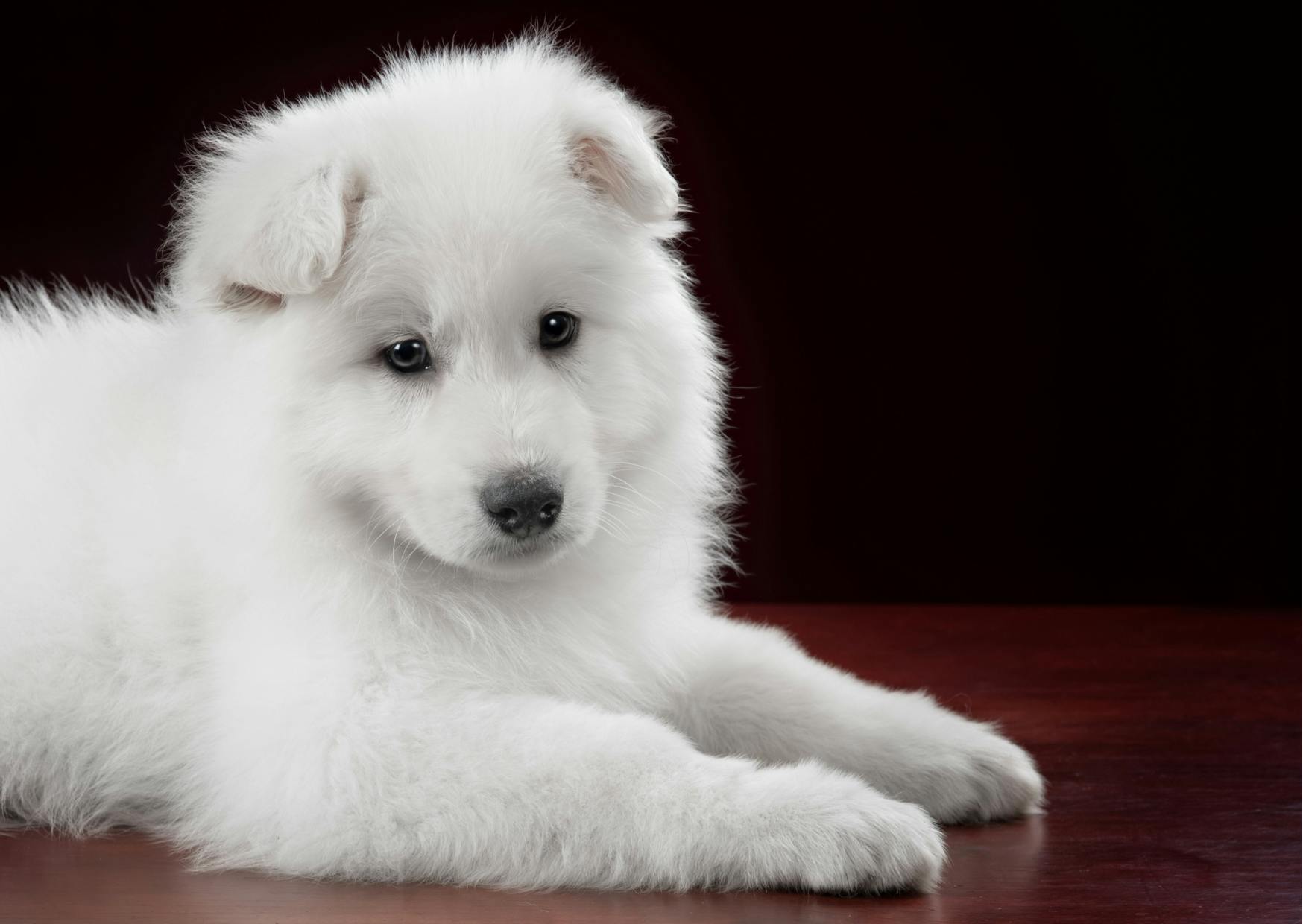 chiot berger blanc suisse allongé