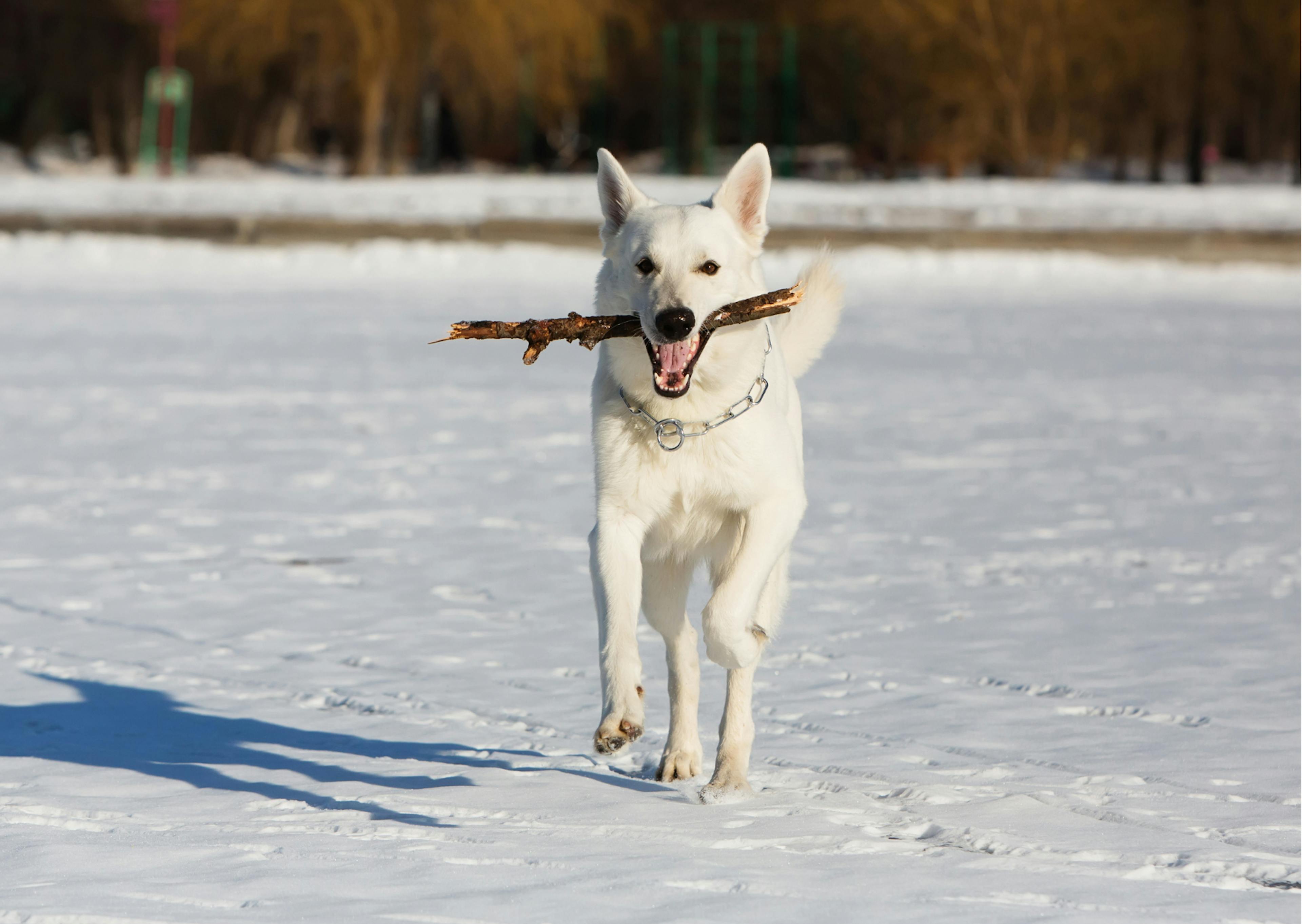 berger blanc suisse en train de courir dans la neige avec un bâton