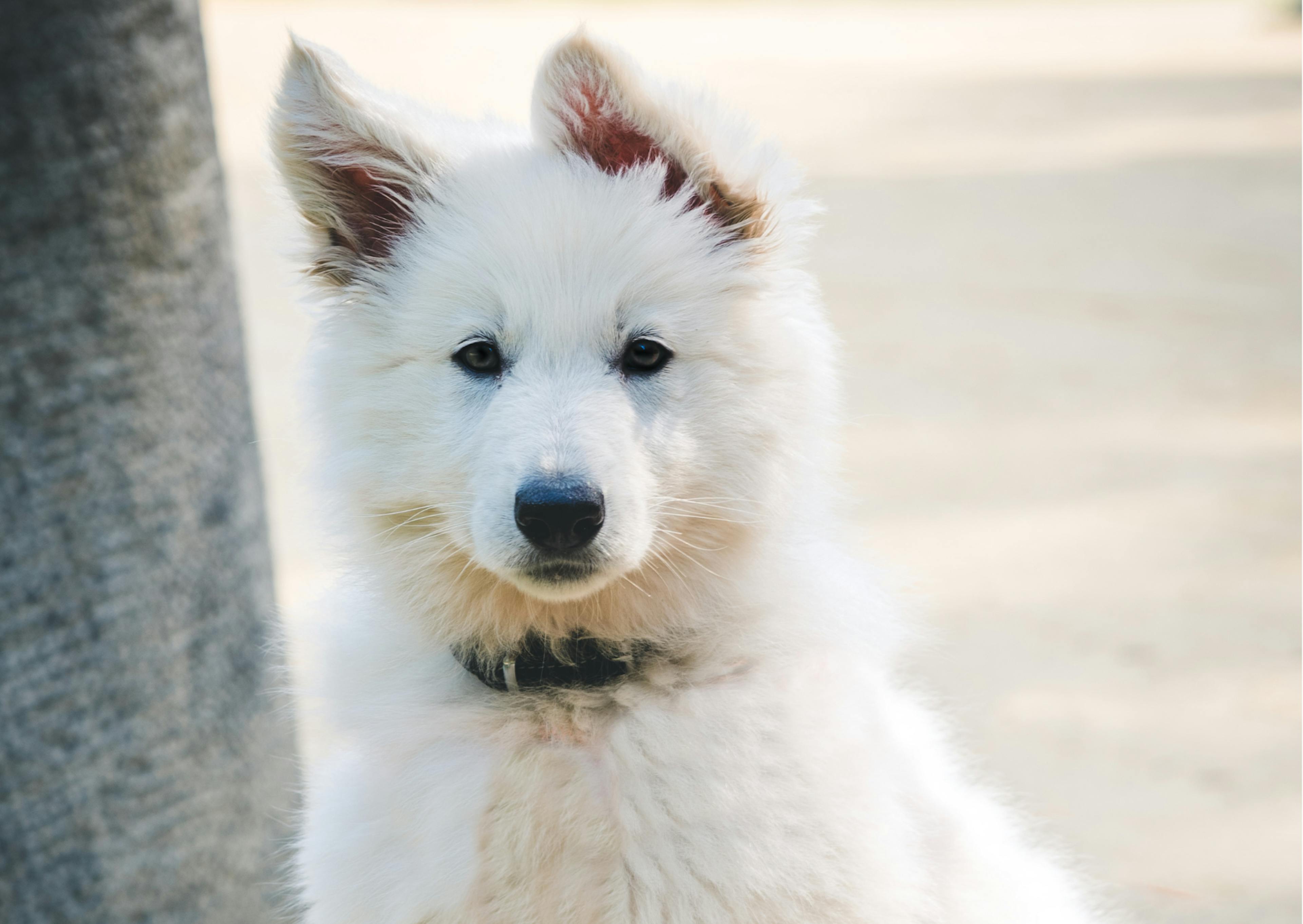 chiot berger blanc suisse qui regarde l'objectif 