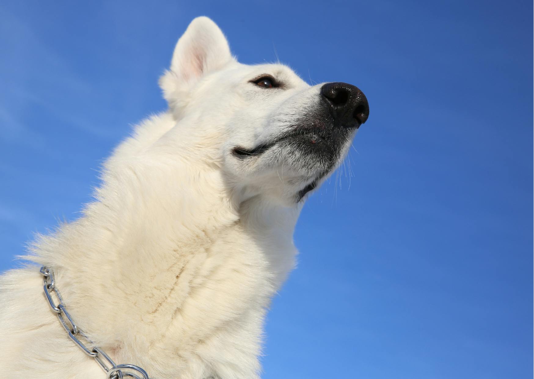 berger blanc suisse la tête dans le ciel