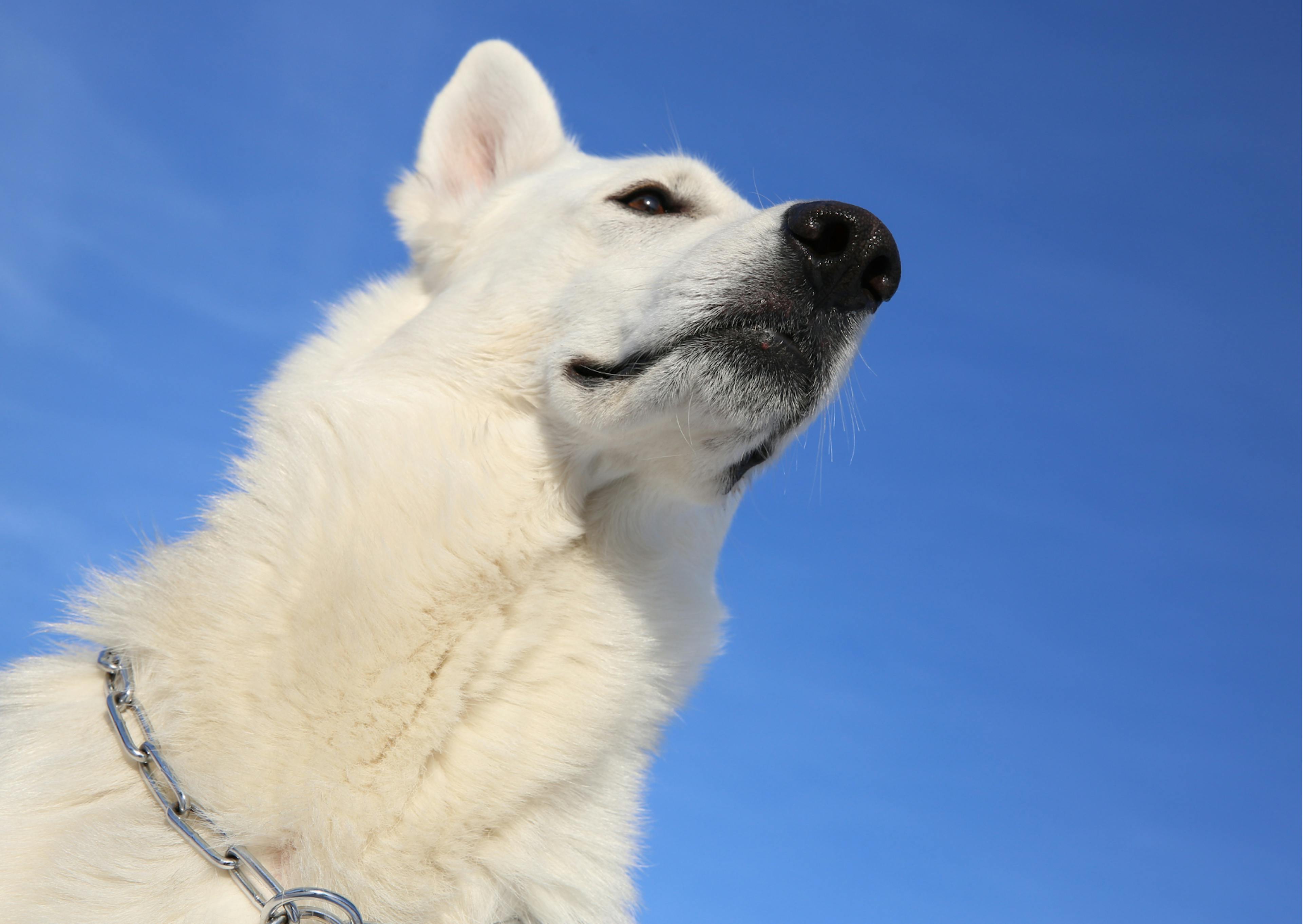 berger blanc suisse la tête dans le ciel 