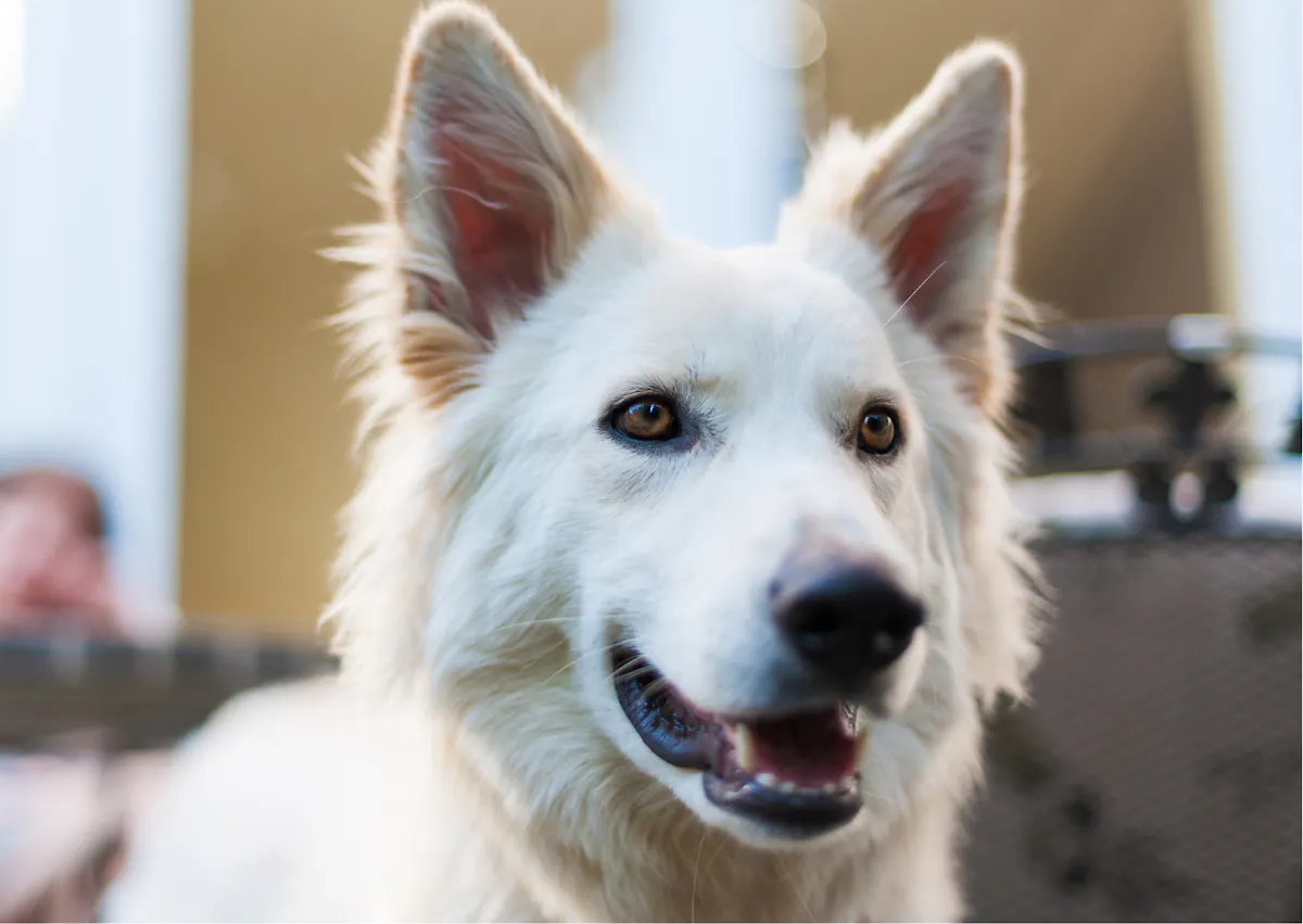 berger blanc suisse qui sourit