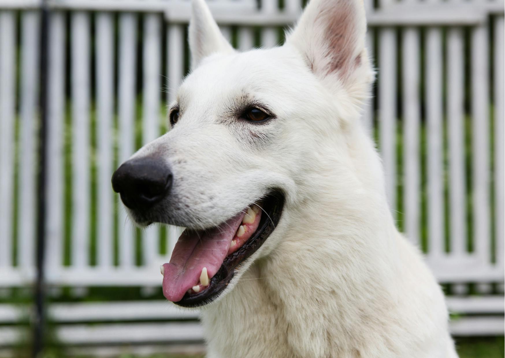 berger blanc suisse de profil