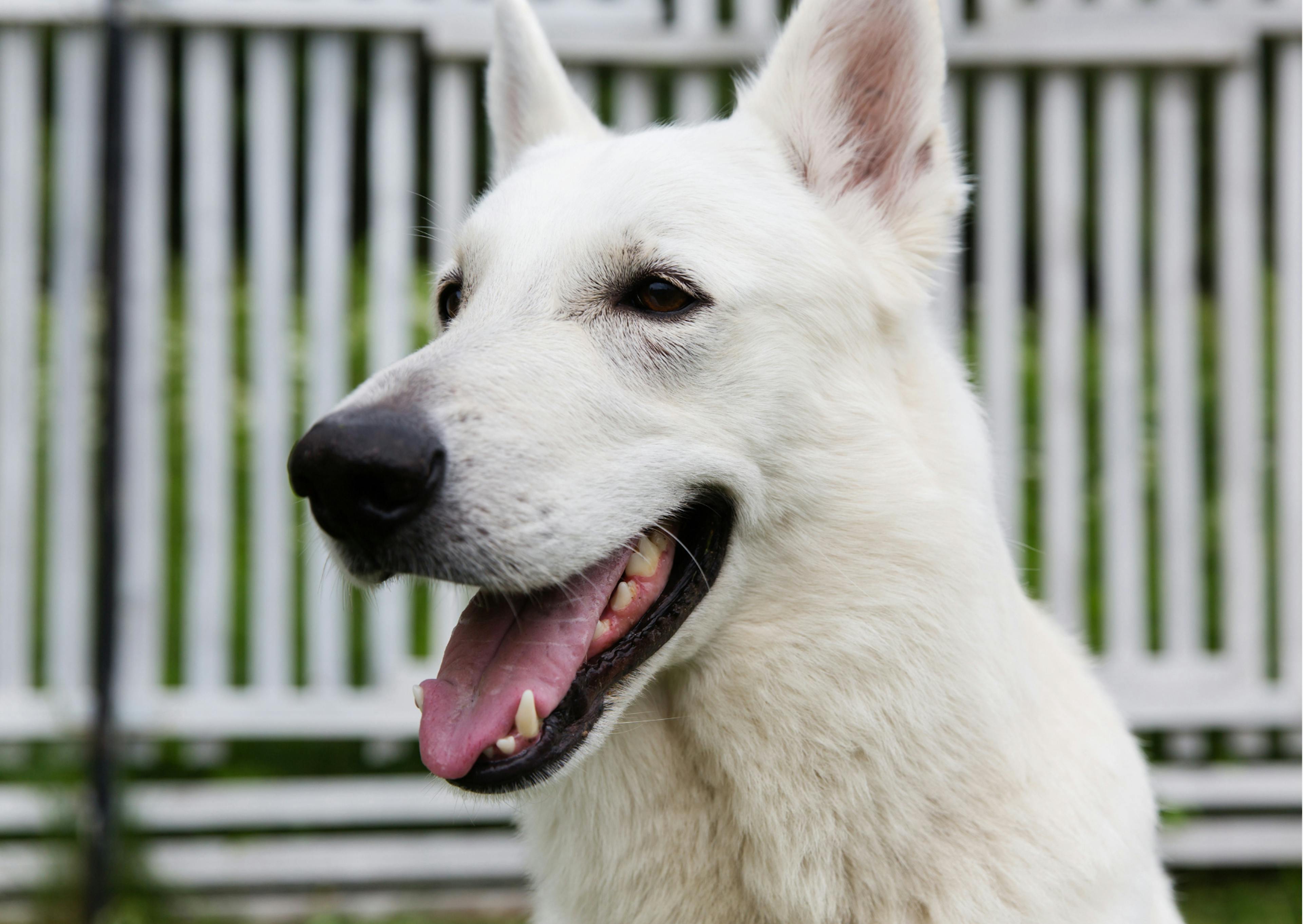 berger blanc suisse de profil 