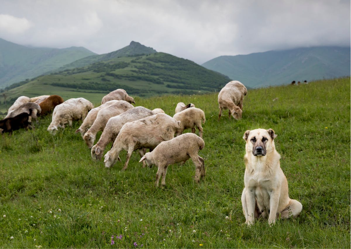 berger d'Anatolie avec son troupeau de mouton