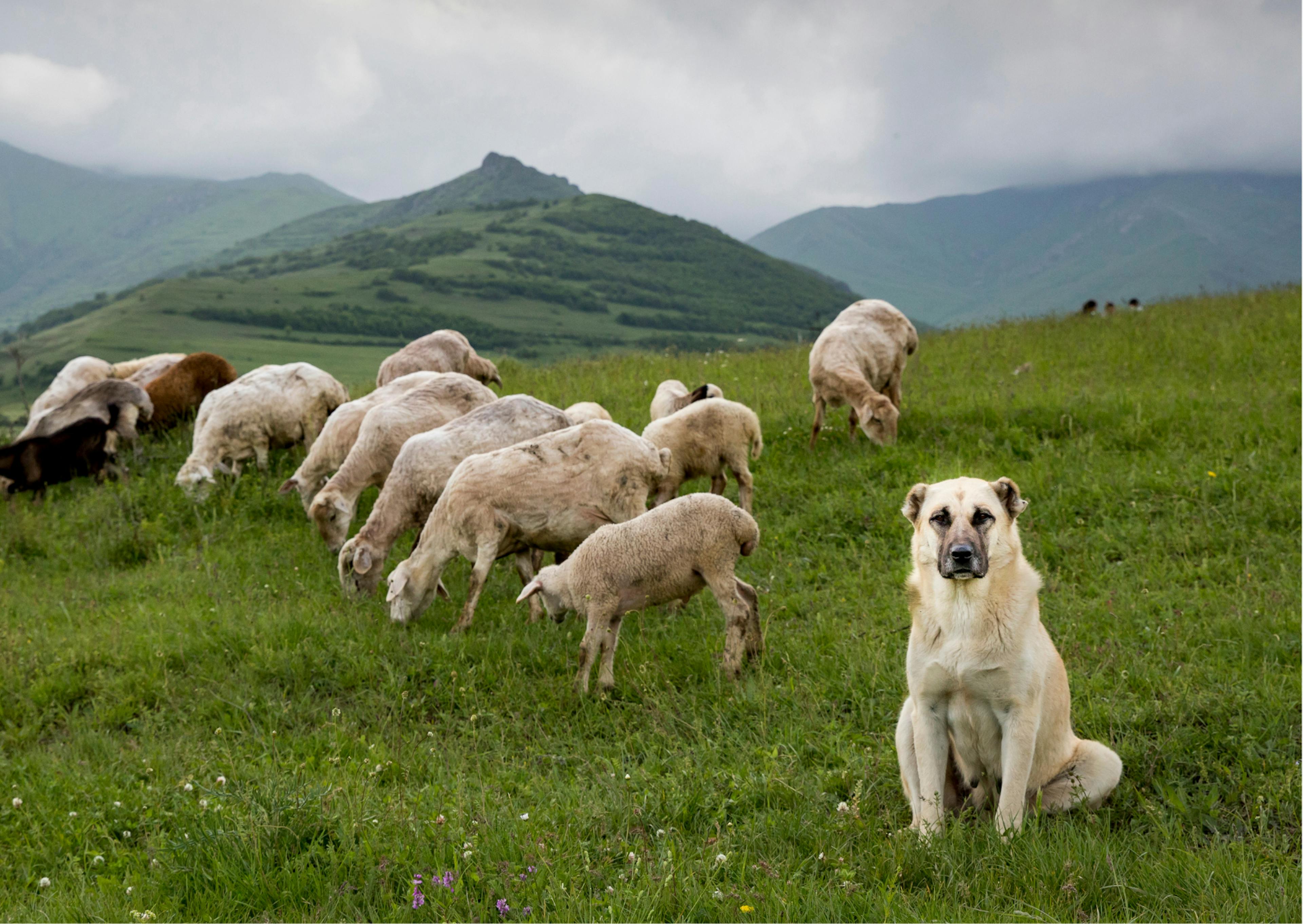 berger d'Anatolie avec son troupeau de mouton 