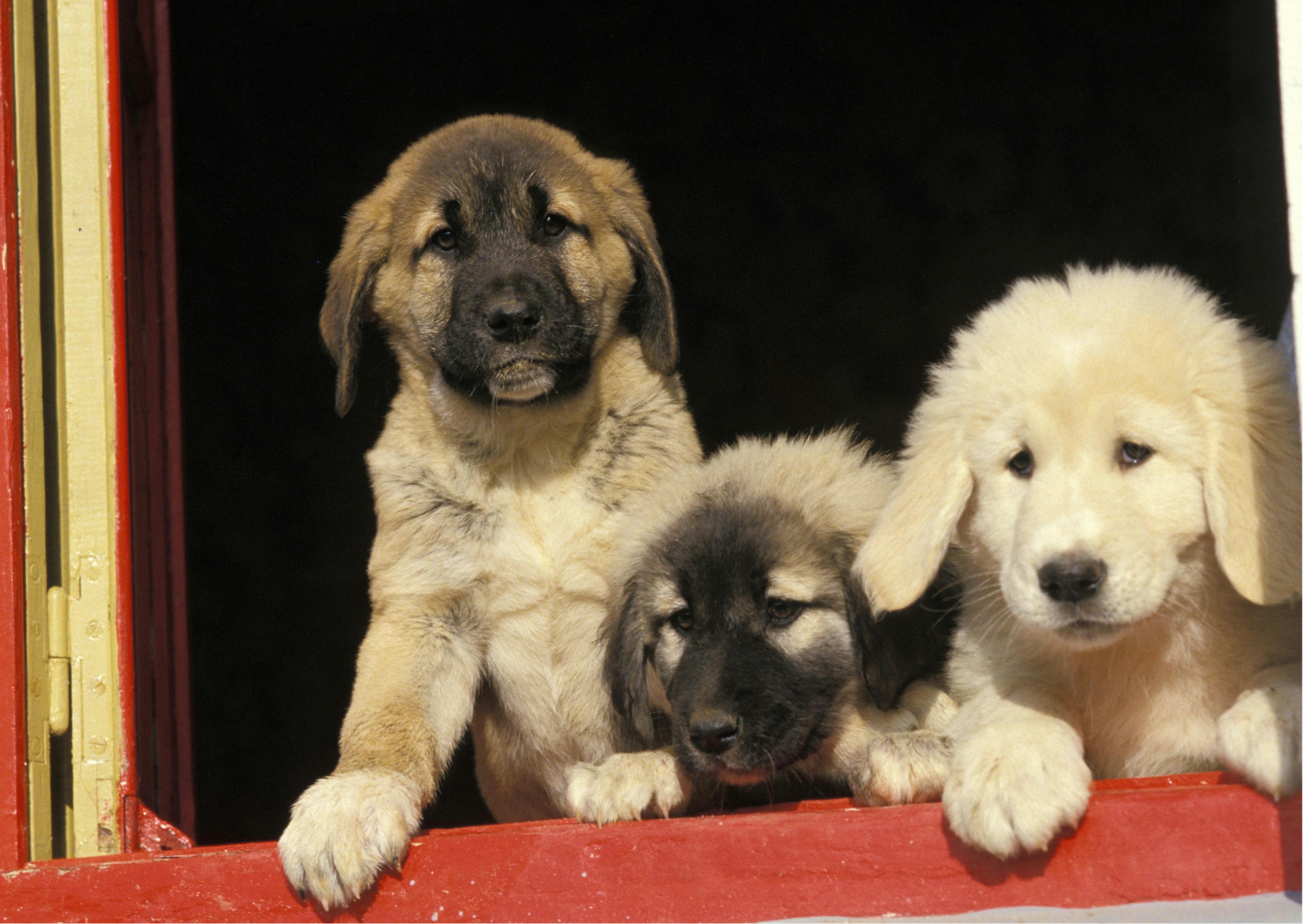 chiots berger d'Anatolie 