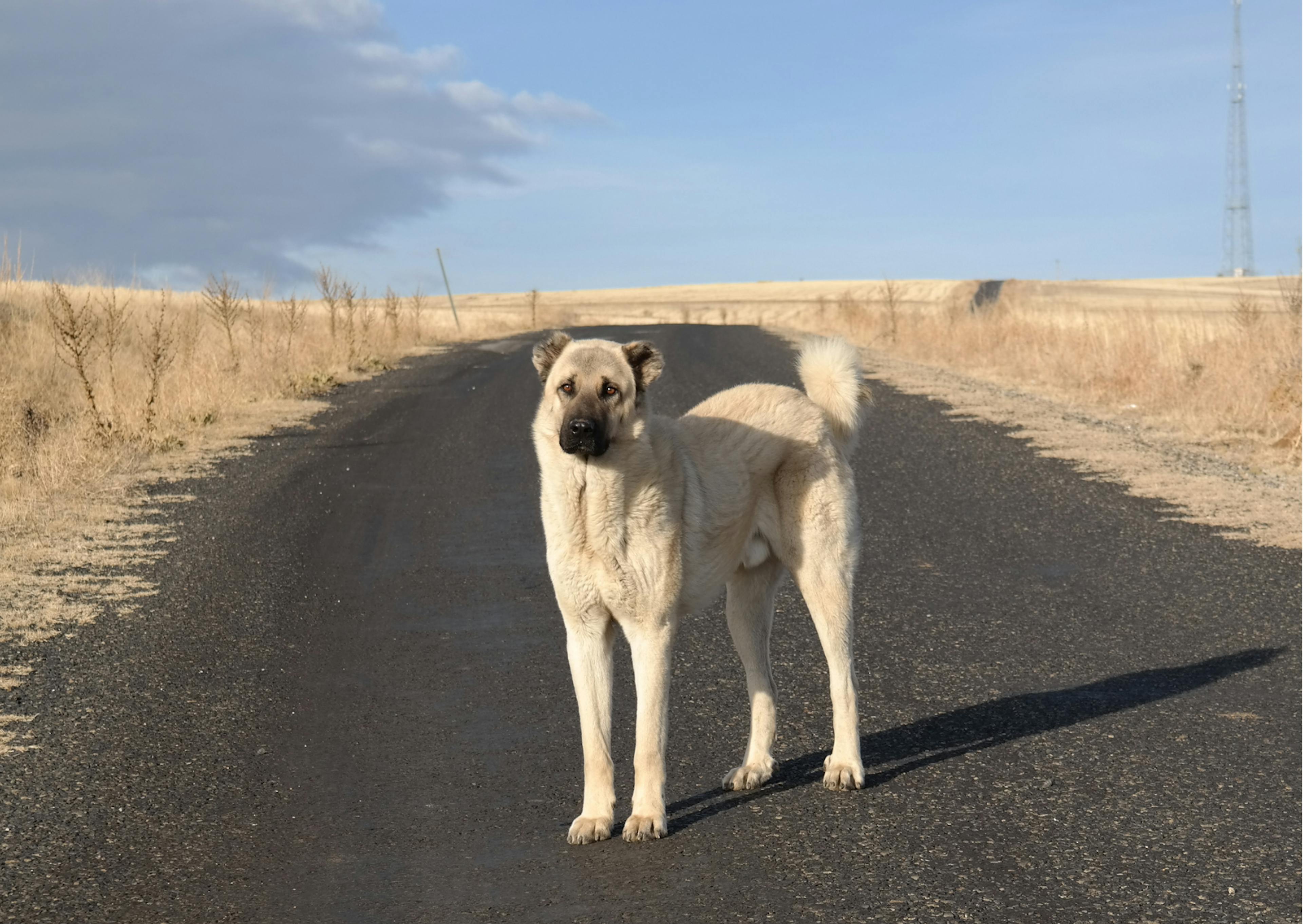 berger d'anatolie au milieu d'une route 