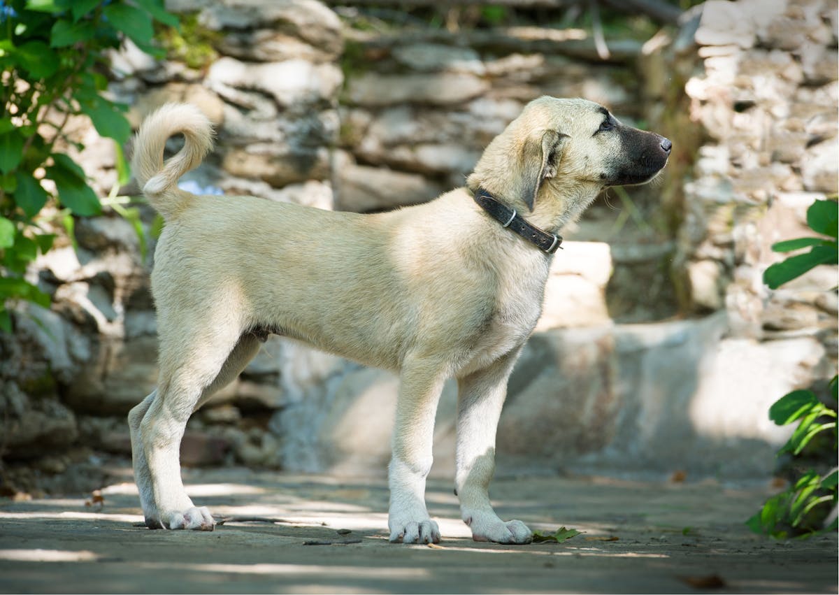 jeune berger d'anatolie beige clair