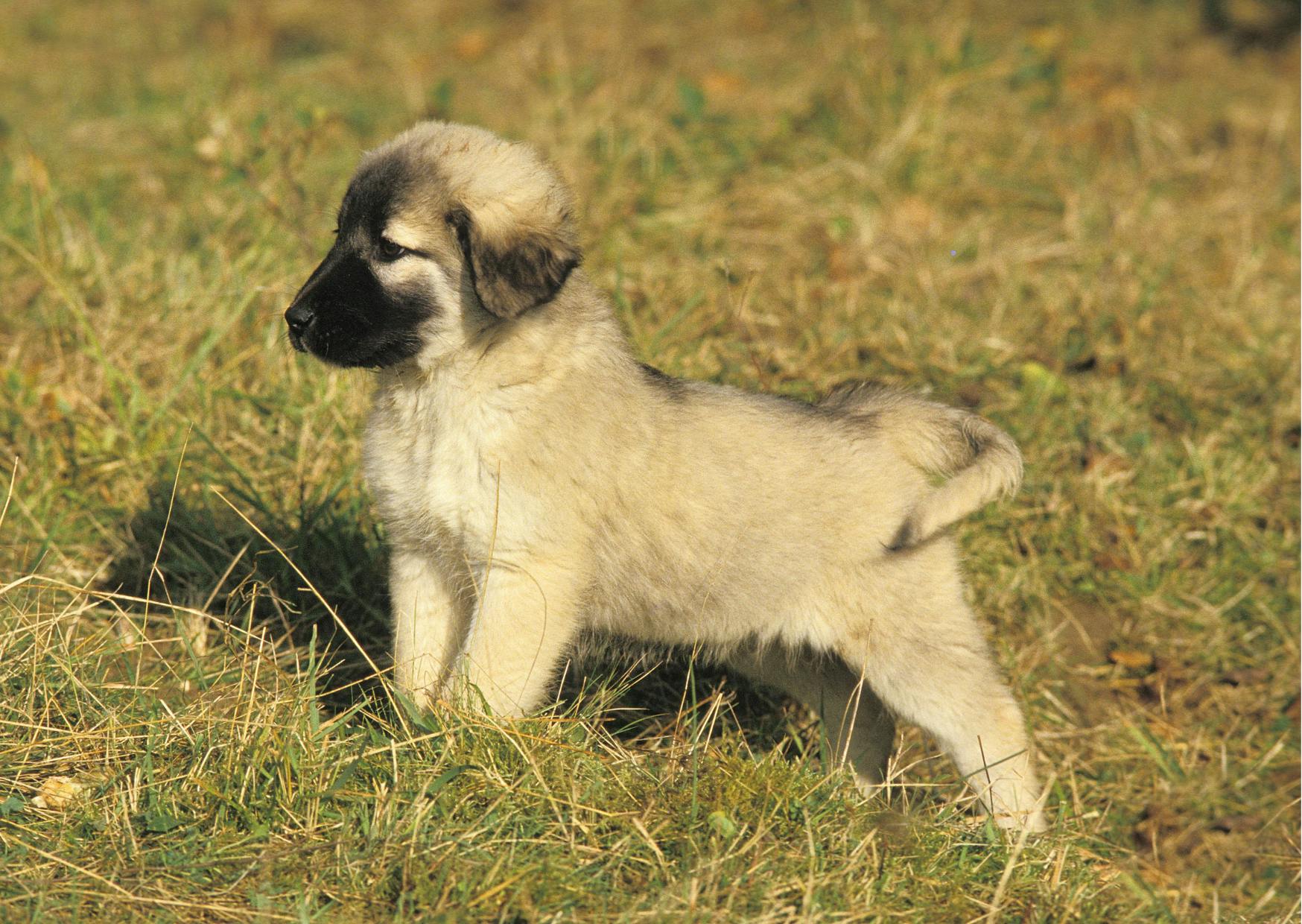 chiot berger d'anatolie