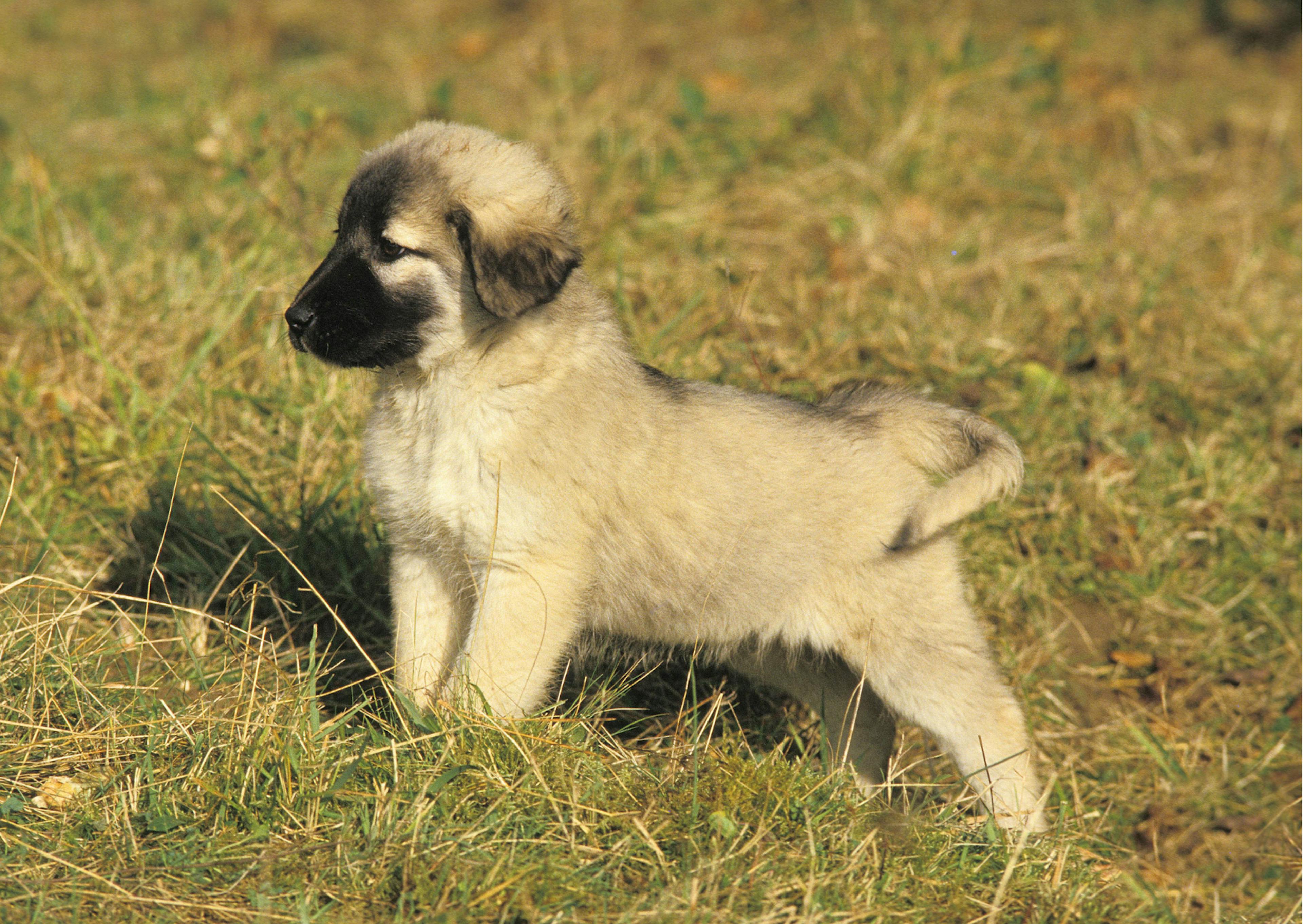 chiot berger d'anatolie 