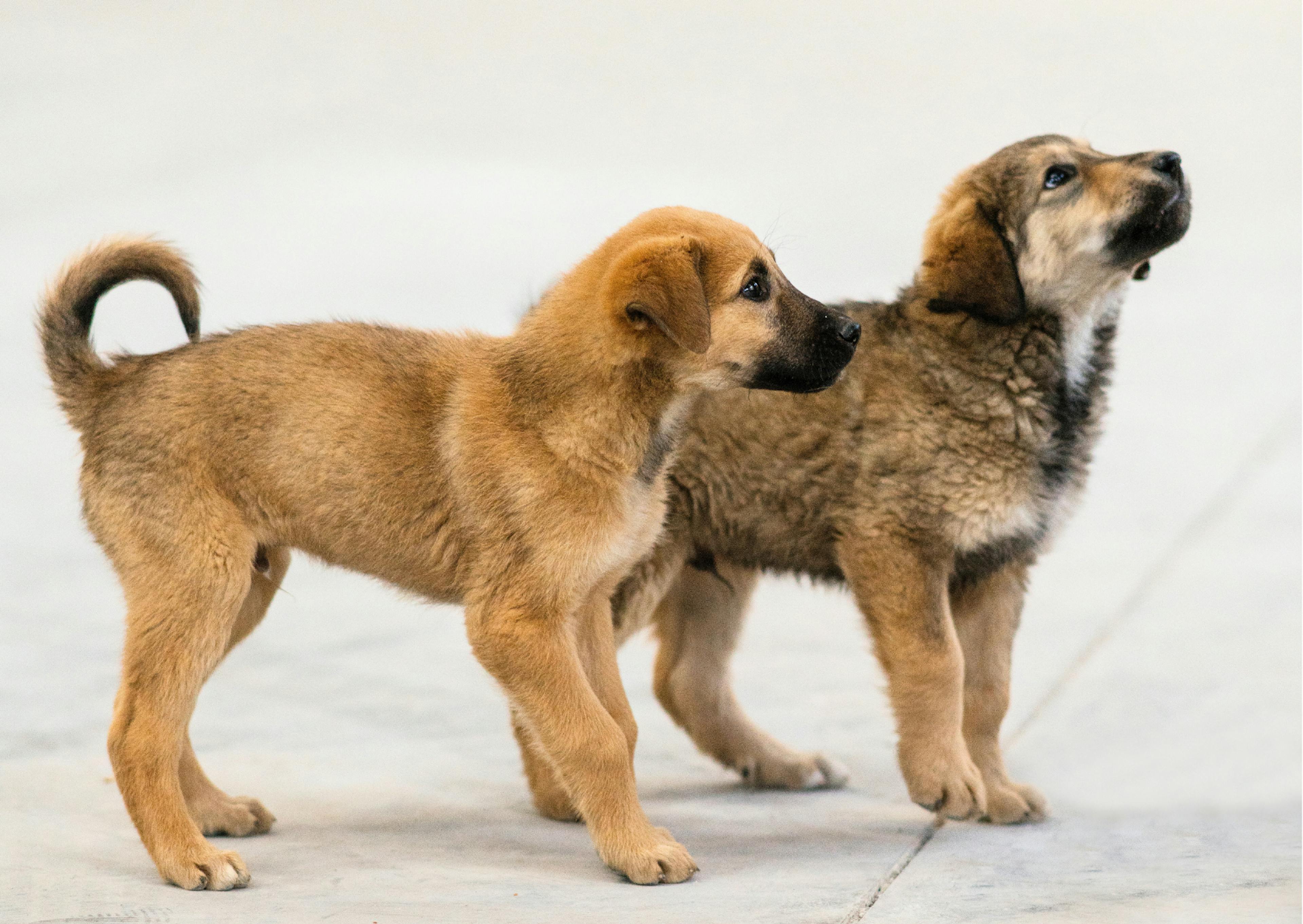 chiots berger d'anatolie 