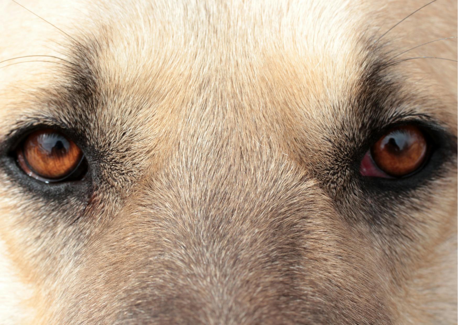 regard berger d'anatolie