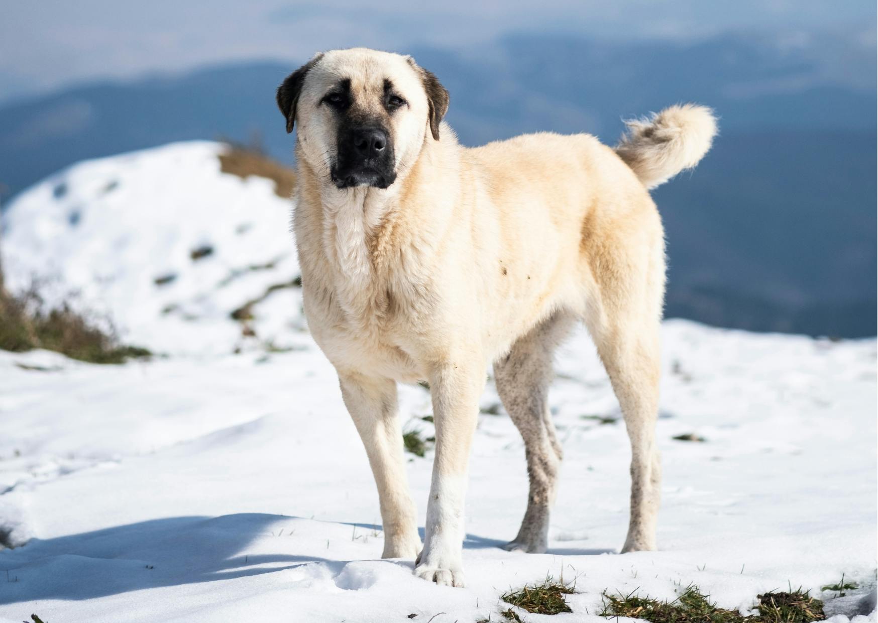 berger d'anatolie dans la neige