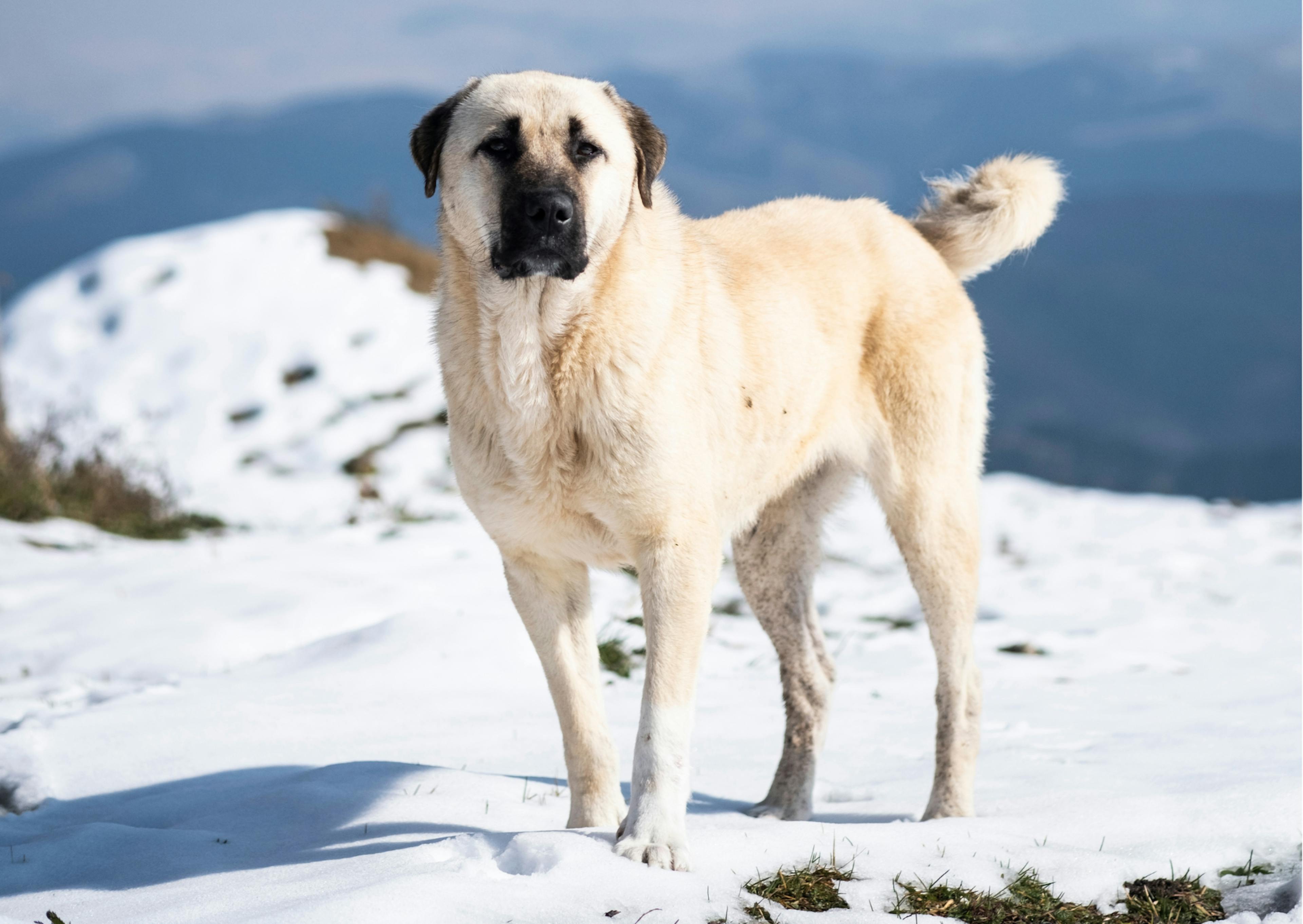 berger d'anatolie dans la neige 