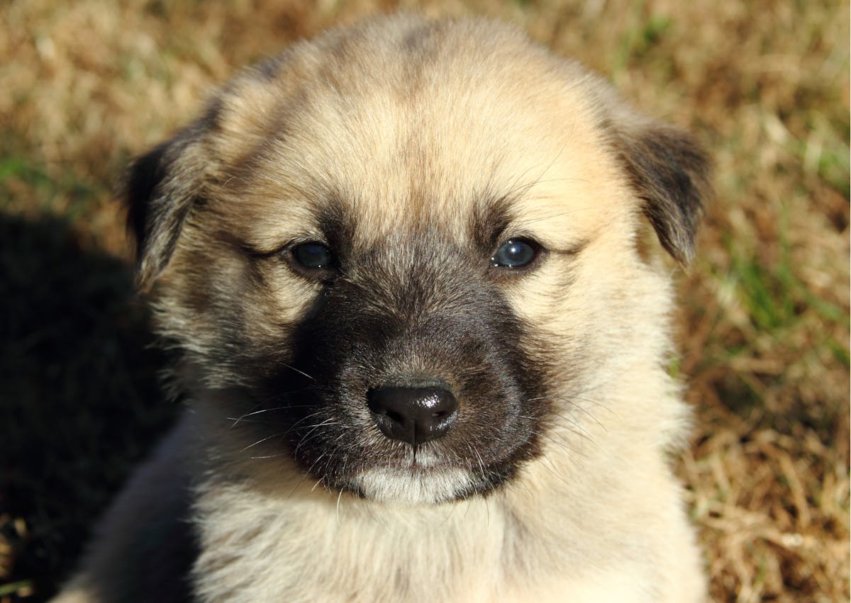 chiot berger d'anatolie