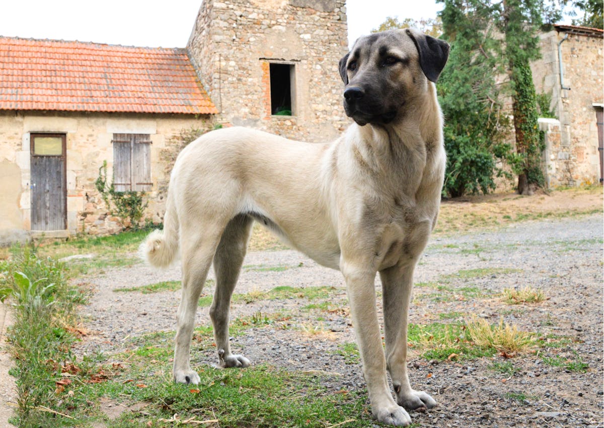 berger d'anatolie dans le jardon