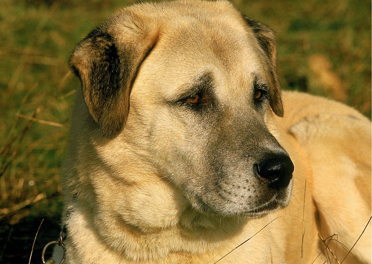 berger d'anatolie au soleil