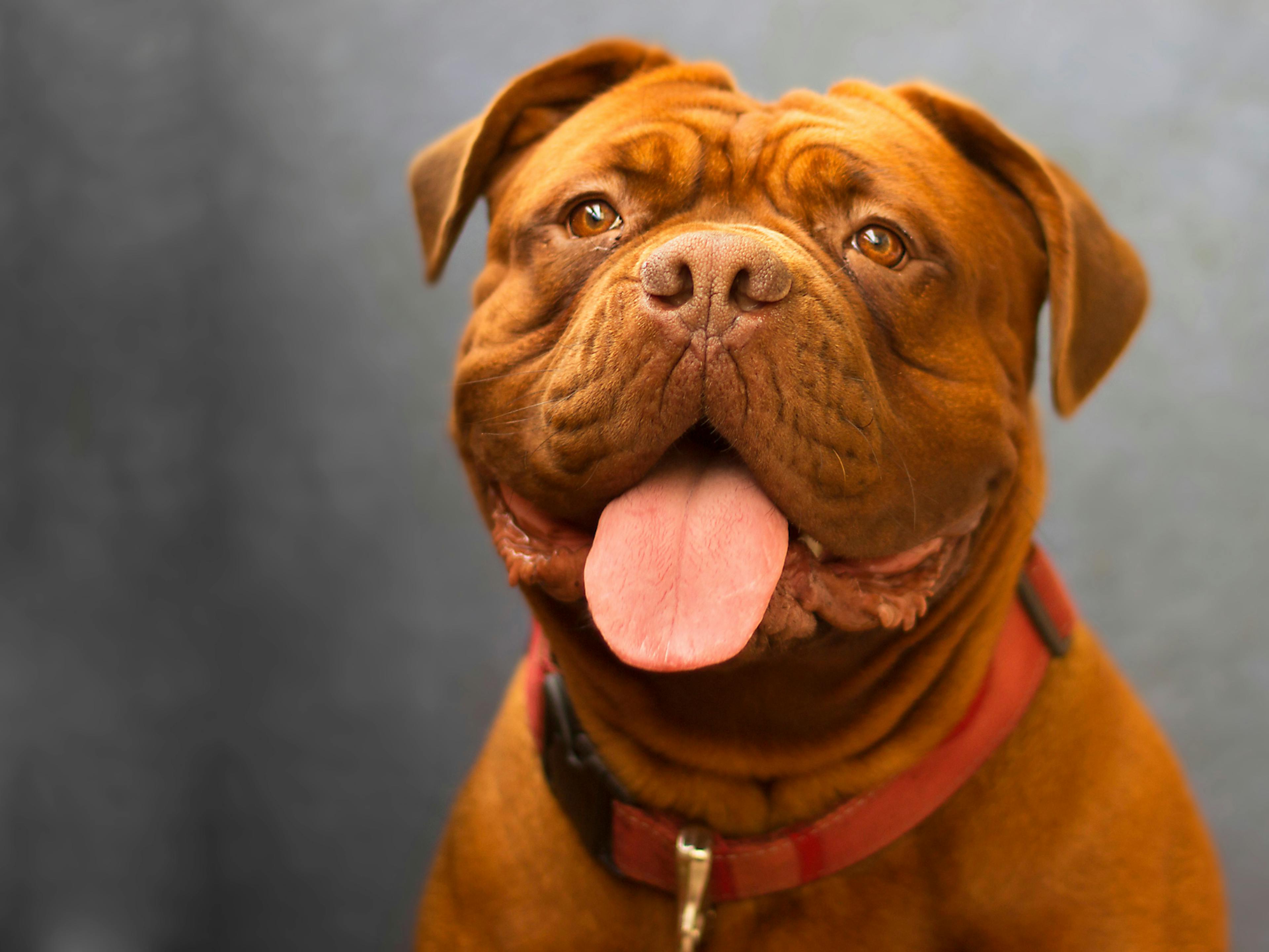 dogue de bordeaux qui tire la langue