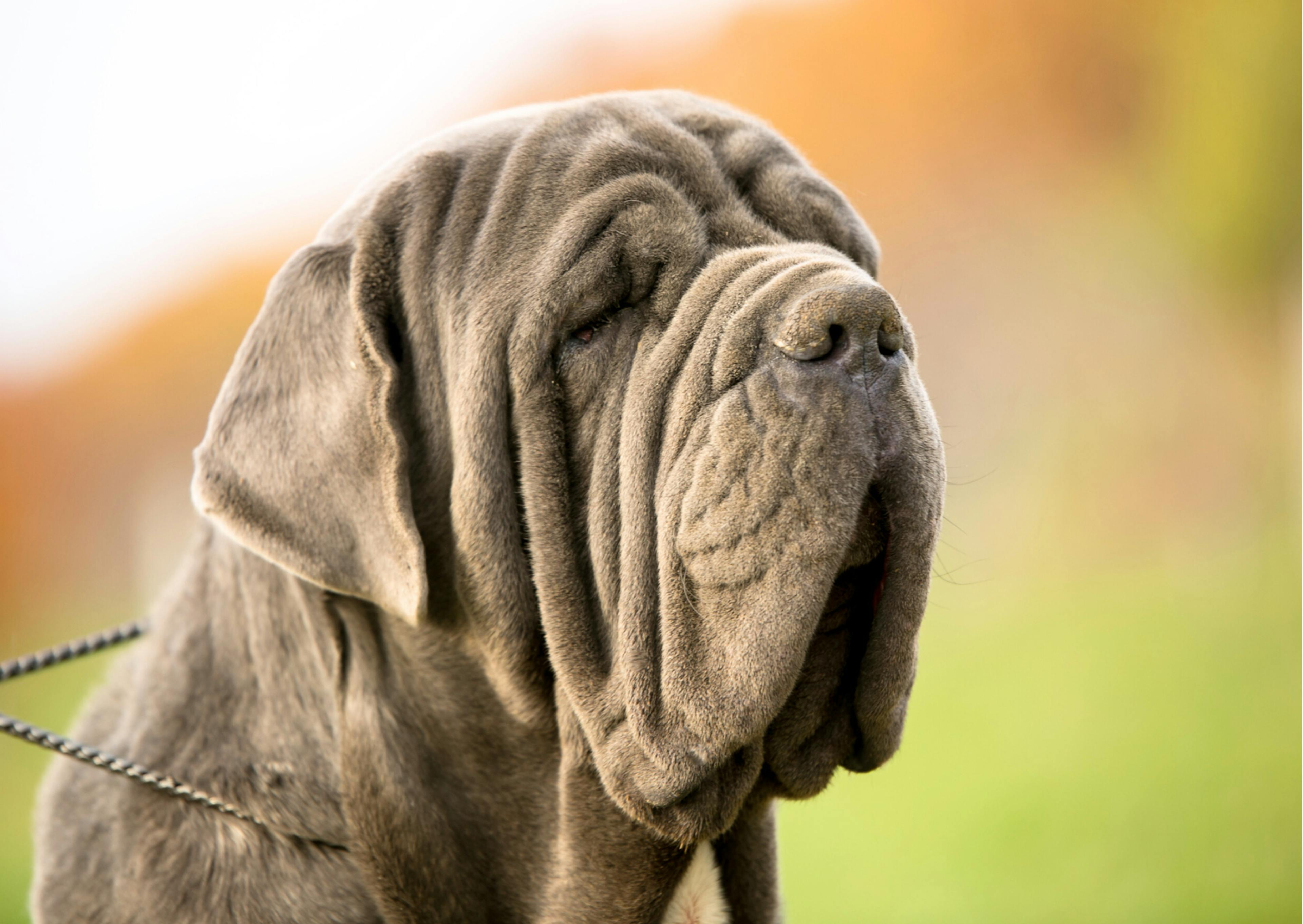 Mastiff gris de profil 