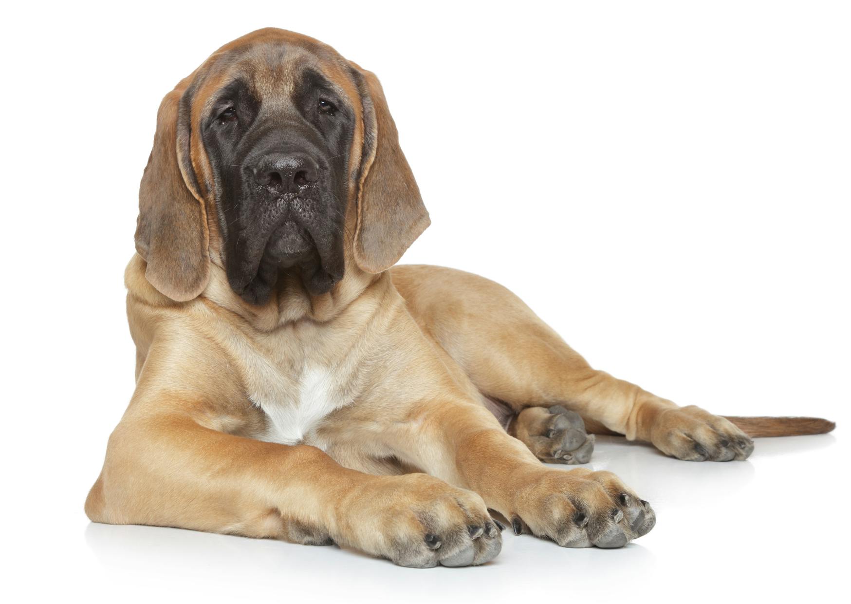 Chiot mastiff beige