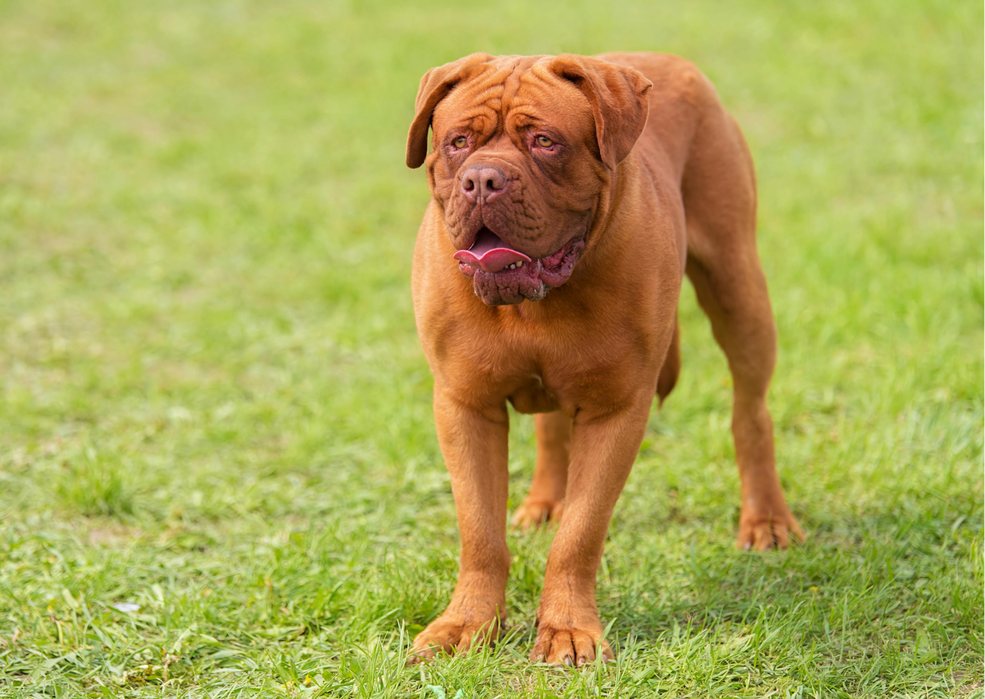 dogue de bordeau dans l'herbe debout